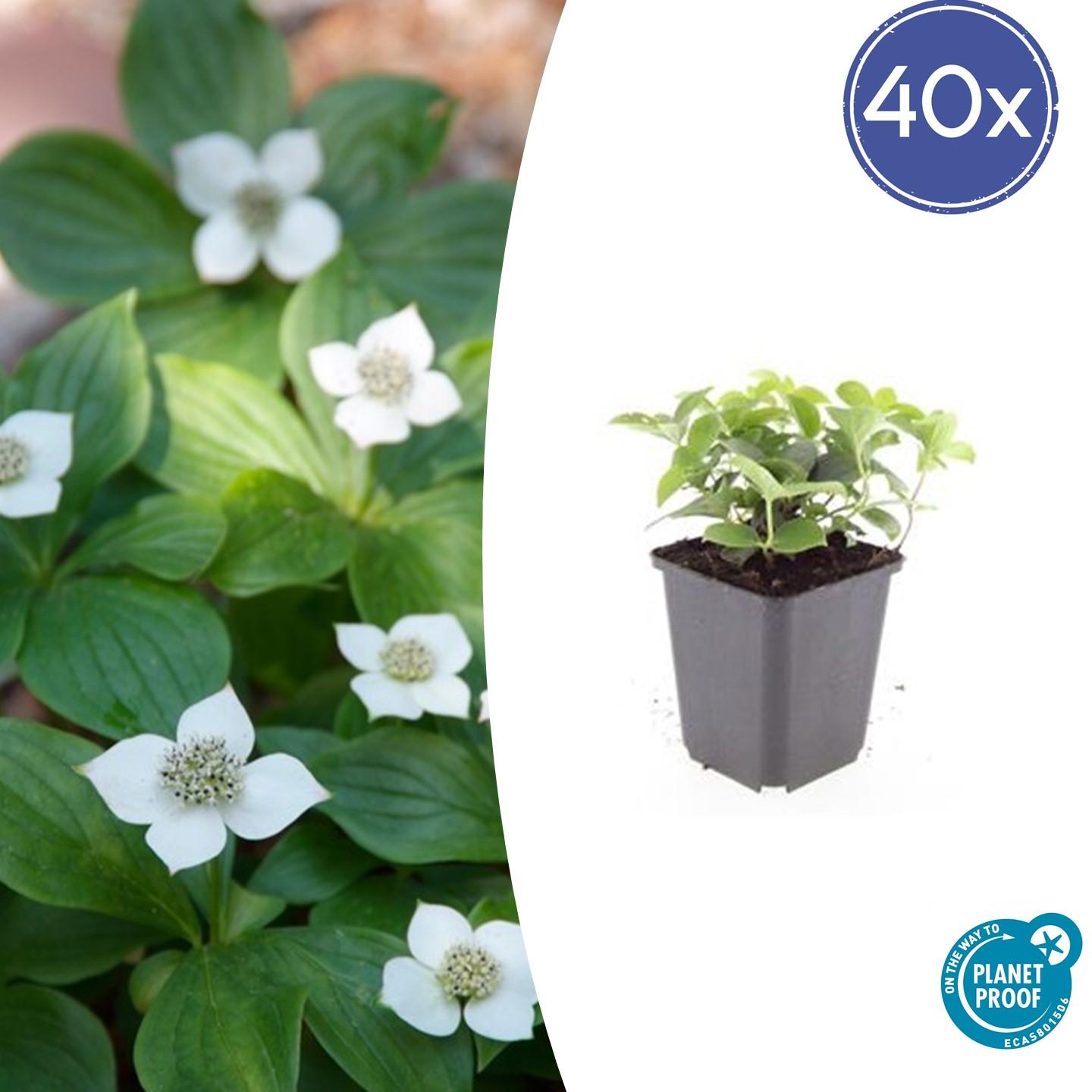 Kanadischer Hartriegel - Cornus canadensis - ↕10-25cm - Ø9cm 40 Stück