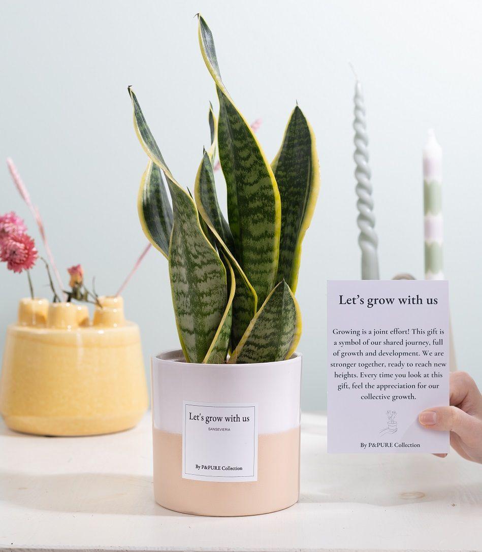Bogenhanf - Sansevieria Gift "Let's Grow With Us" WITH GREETING CARD!!! - Ø12cm - ↕30cm