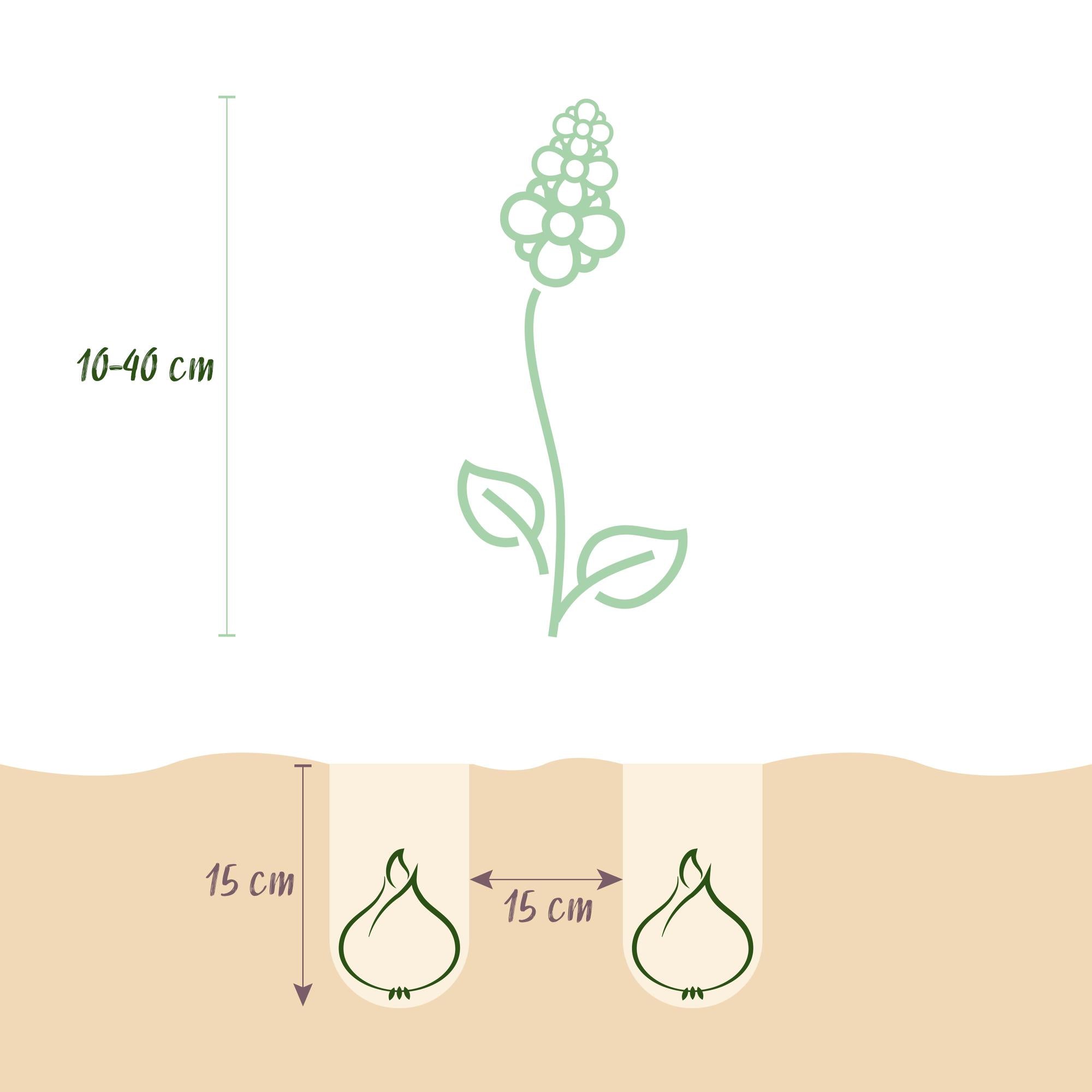 Frühlingsblumen Mix - Blumenzwiebel Mix - Verschiedene Sorten und Farben - 125 Stück - Geschenkverpackung