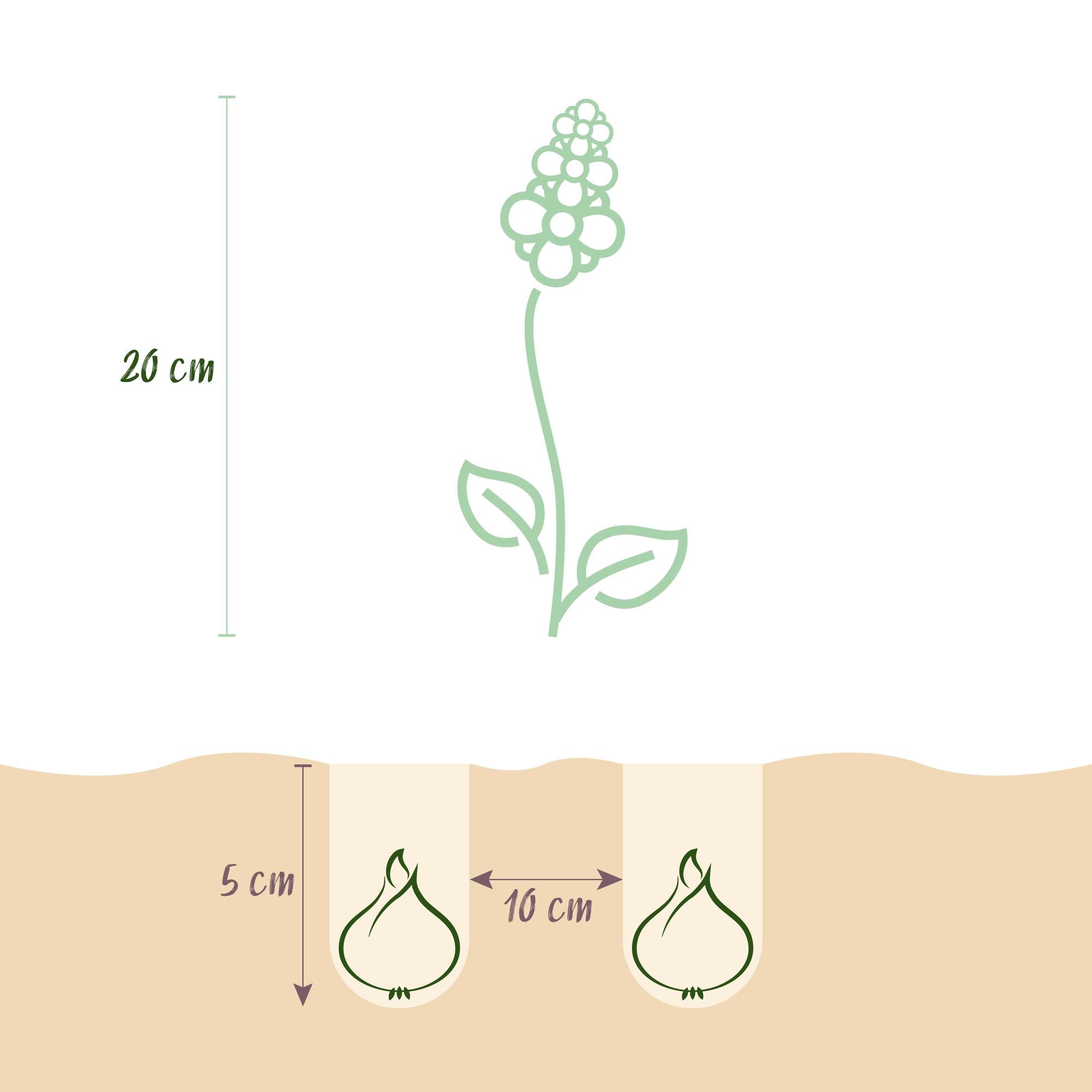 Lerchensporn - Corydalis Beth Evans - Farbe Weiß und Lila - 20 Stück - Zwiebelgröße 6/7 - XXL Pack