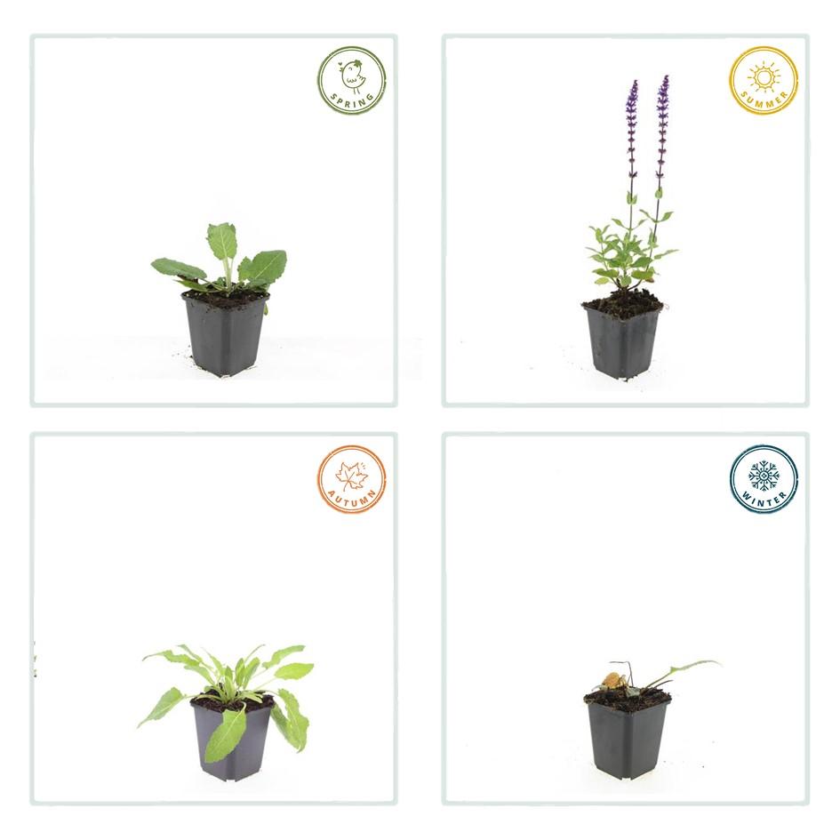 Steppensalbei - Salvia nem. 'Mainacht' - ↕10-25cm - Ø9cm 48 Stück