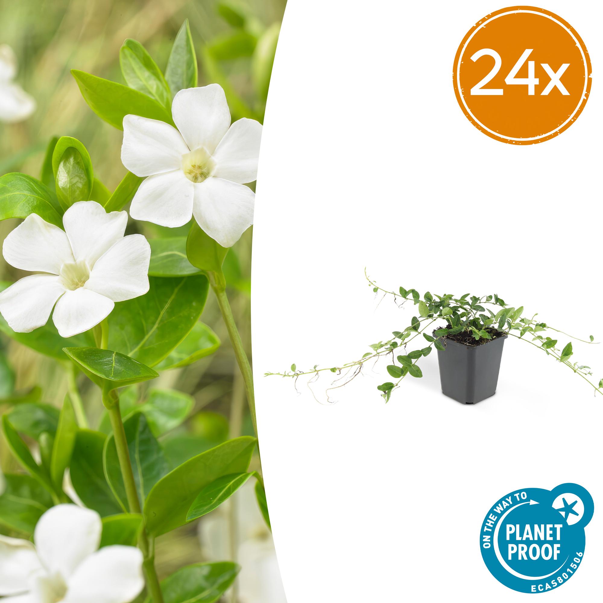 Kleines weißes Immergrün - Vinca minor 'Alba' - ↕10-25cm - Ø9cm