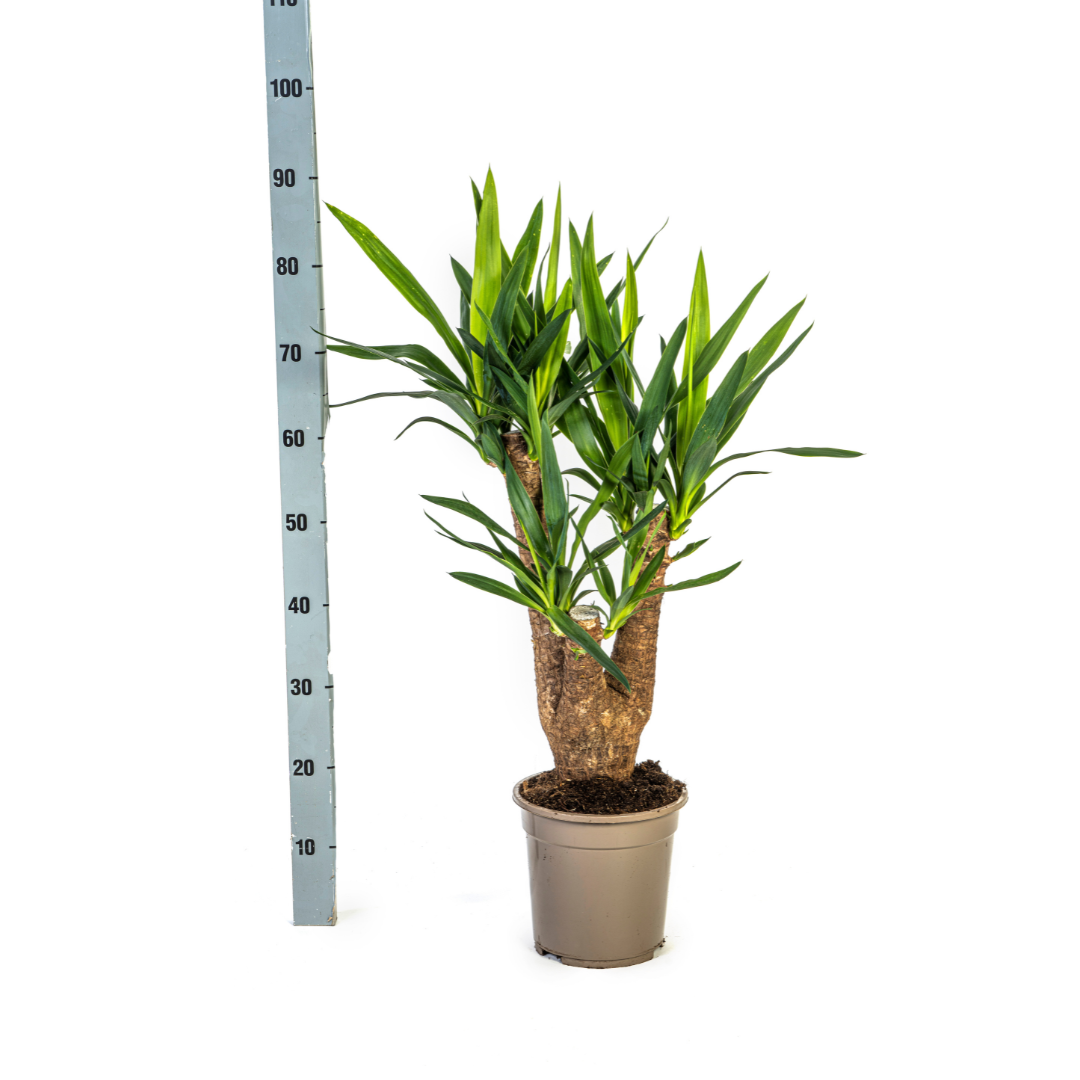 Yuccapalme - Yucca Elephantipes Verzweigt mit Korb Ø21cm - ↕60 - 70cm
