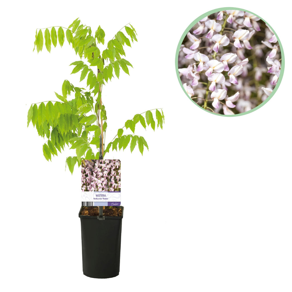 Japanischer Blauregen - Wisteria floribunda Rosea - Blüte rosa
