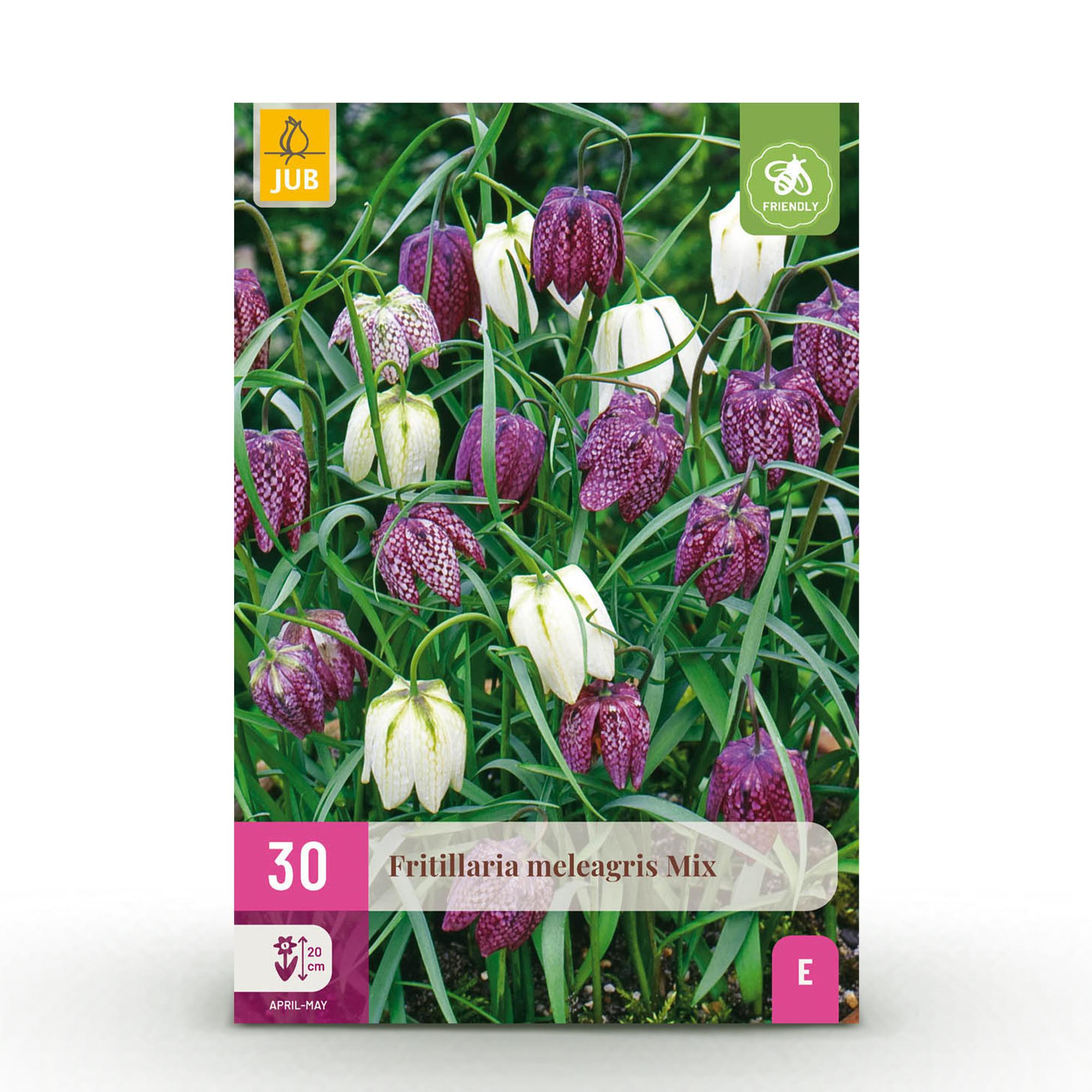 Schachbrettlumen Mix - Fritillaria Meleagris Mix - Farbe Lila und Weiß - 30 Stück - Zwiebelgröße 6/7 - XXL Pack