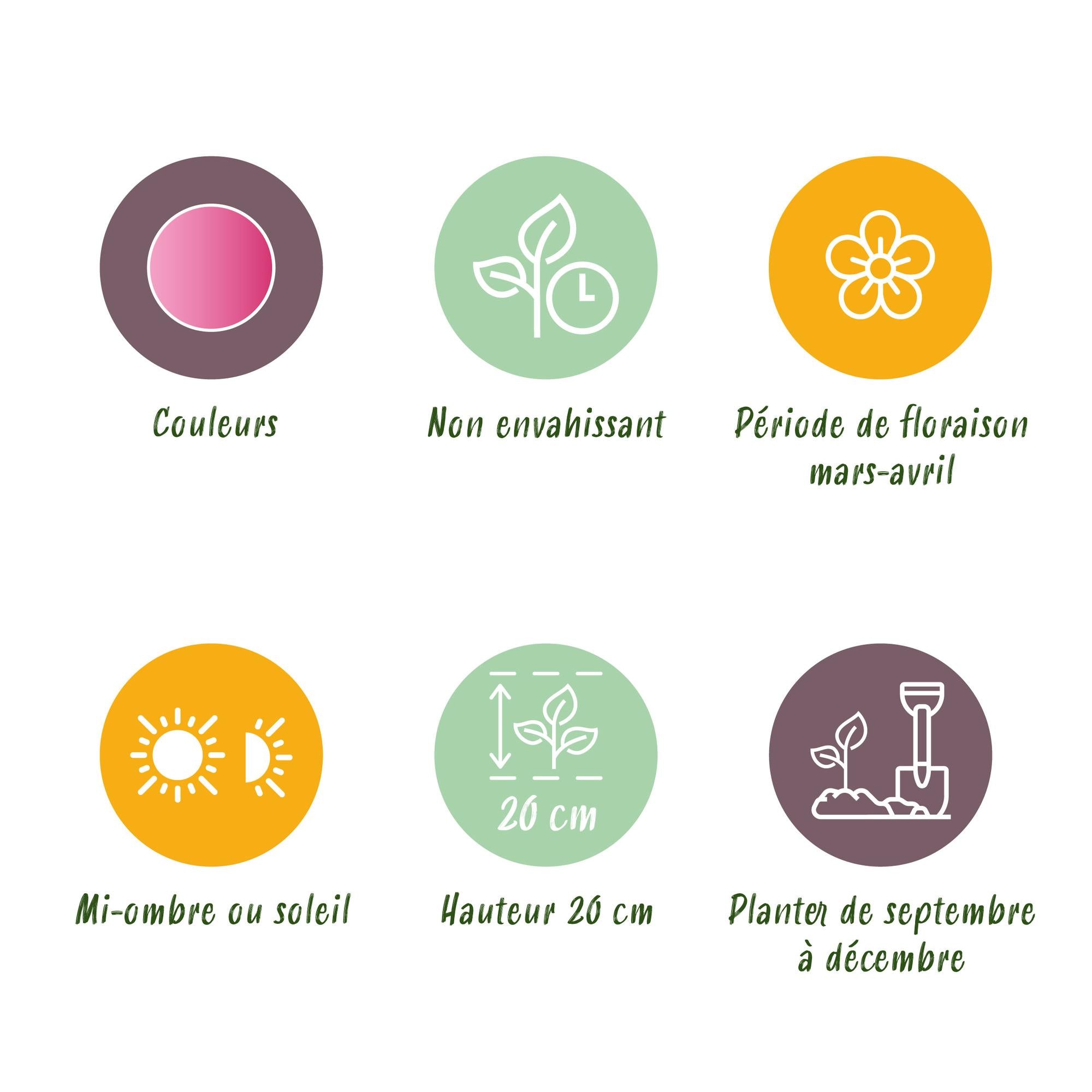 Lerchensporn - Corydalis Beth Evans - Farbe Weiß und Lila - 20 Stück - Zwiebelgröße 6/7 - XXL Pack