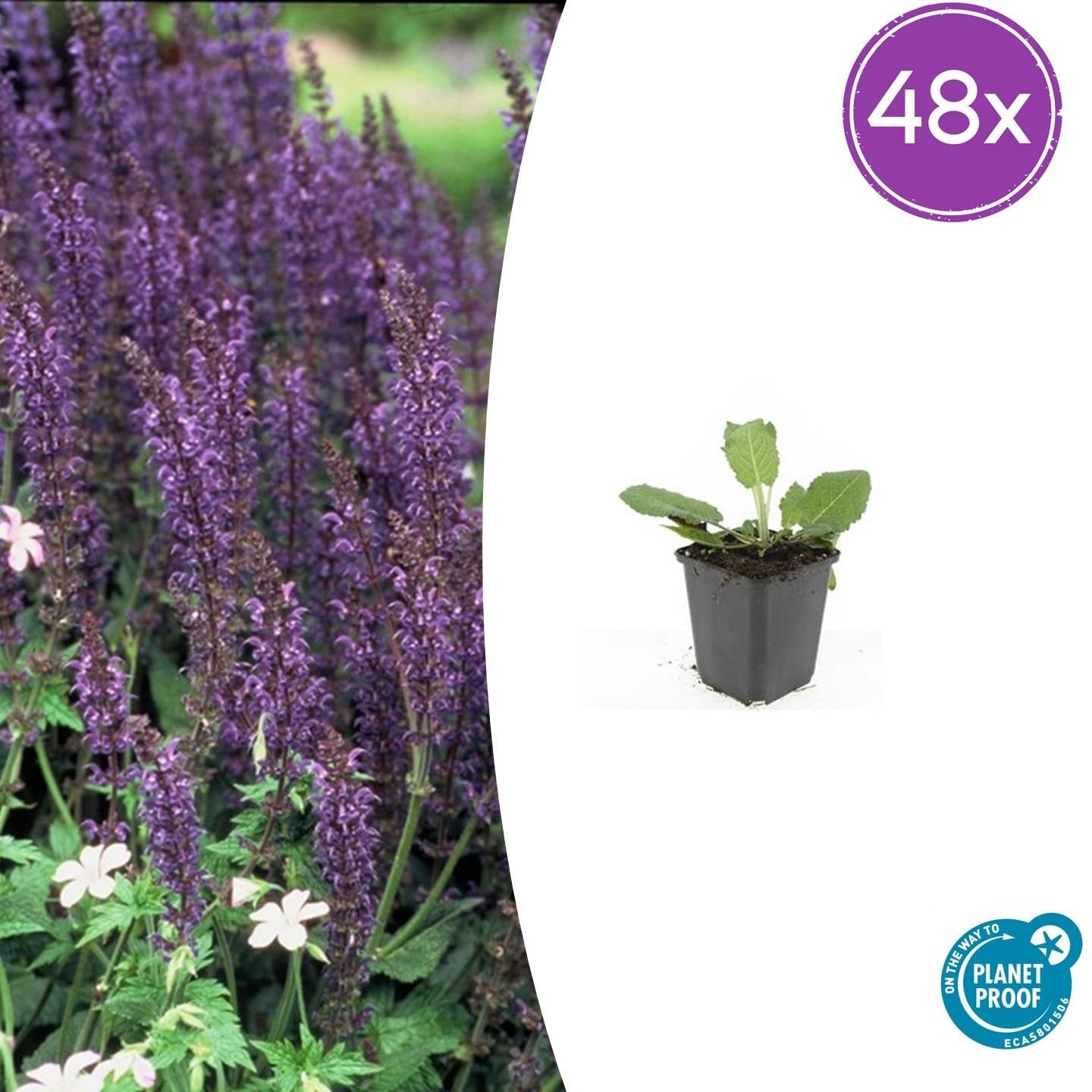 Steppensalbei - Salvia nem. 'Mainacht' - ↕10-25cm - Ø9cm 48 Stück