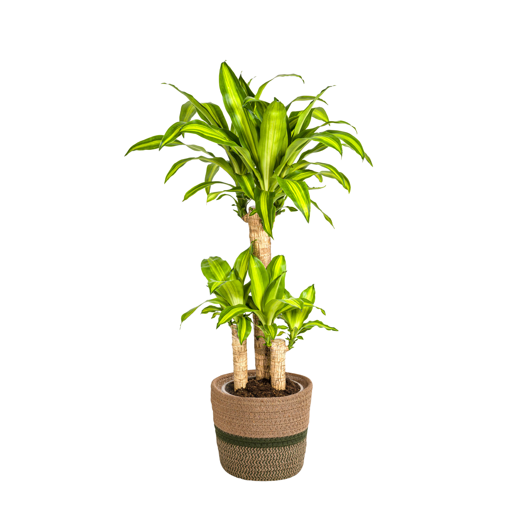 Drachenbaum - Dracaena Fragrans Massangeana mit Korb - Ø21cm - ↕90 - 110cm