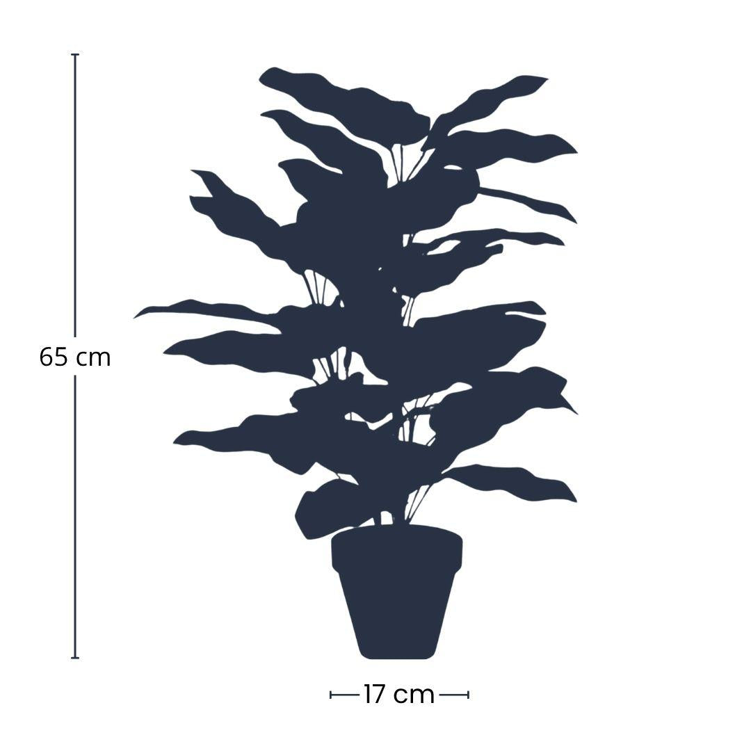 Kunstpflanze - Calathea im Topf - 65 cm Höhe