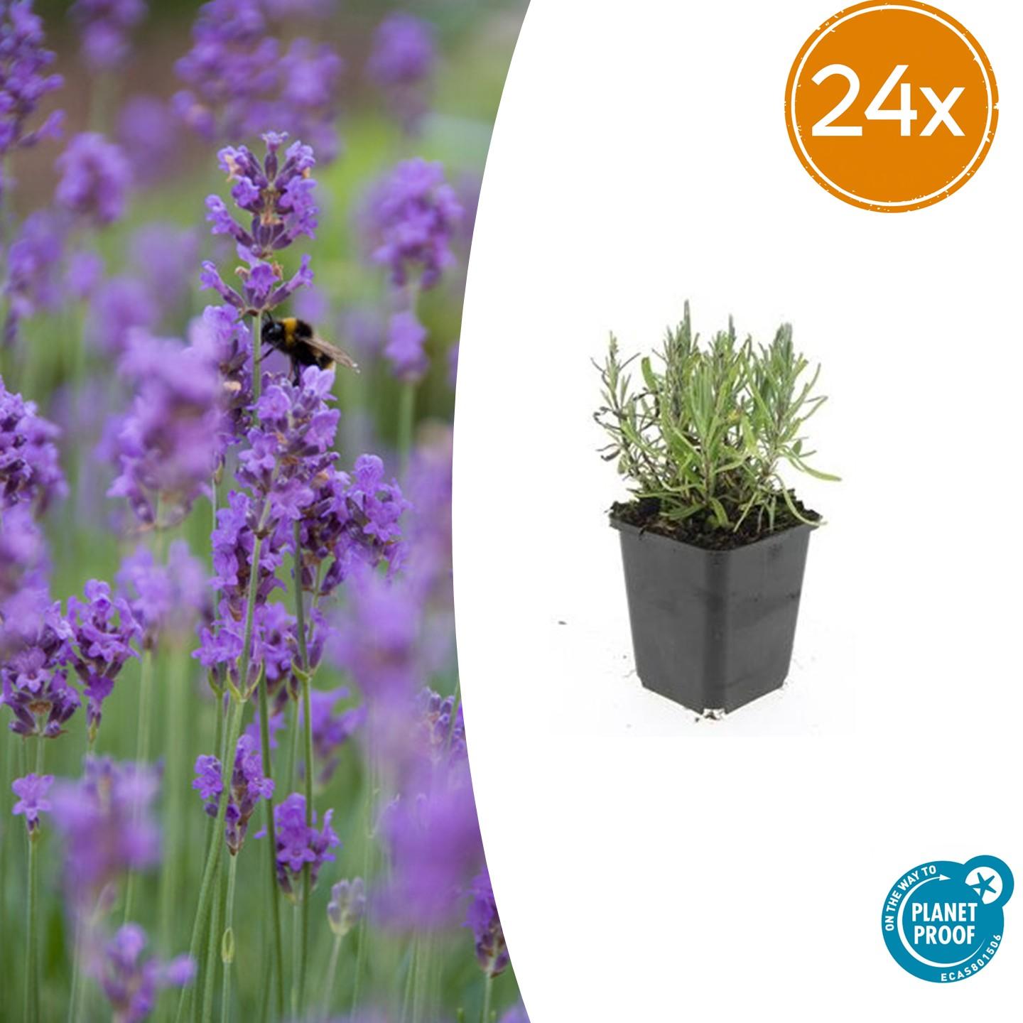 Lavendel - Lavandula ang. 'Munstead' - ↕10-25cm - Ø9cm 24 Stück