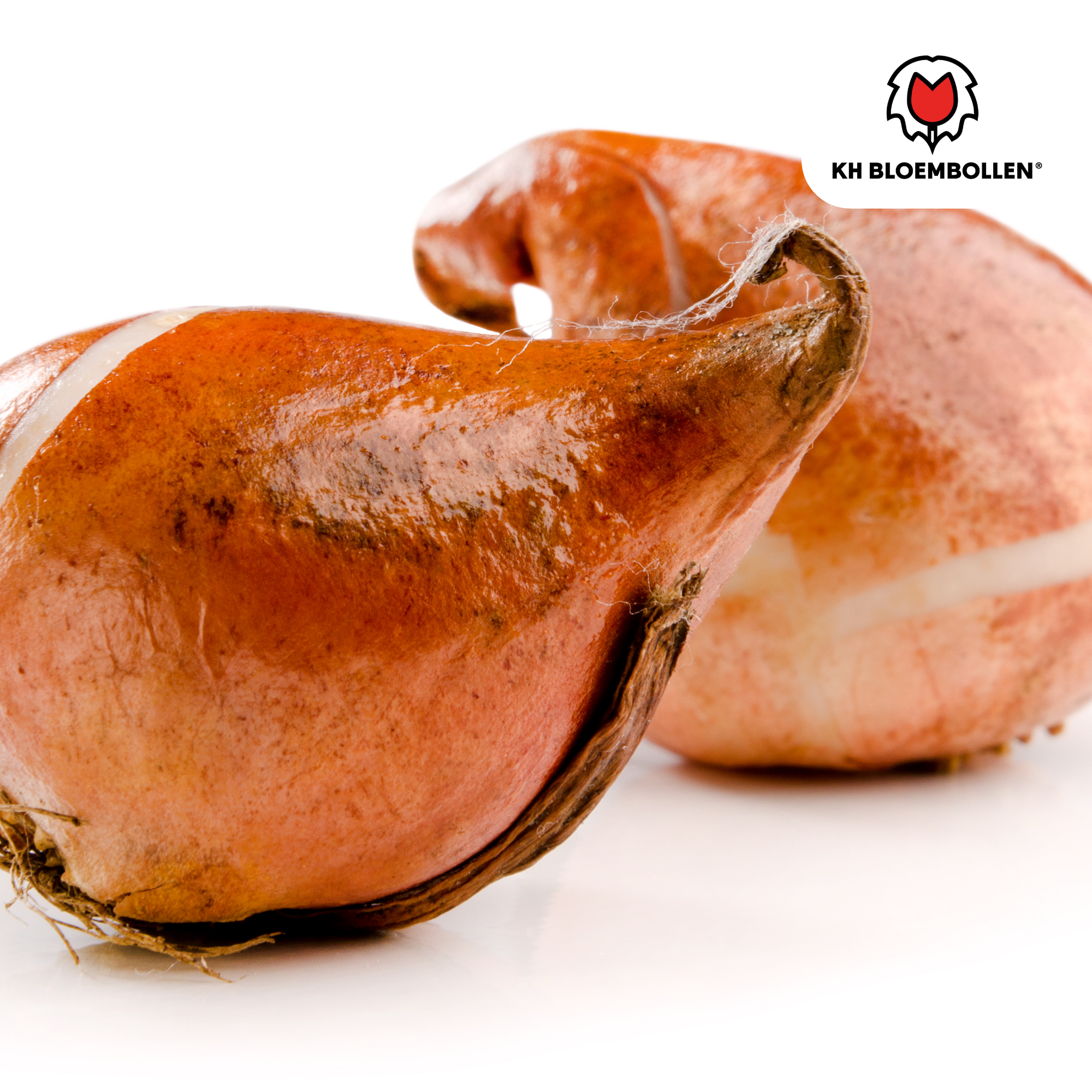 Tulpen - Tulipa Honeymoon – 20 Stück - Weiße Tulpe mit gezacktem Rand – Elegant & Einzigartig – Geschenk für den Garten oder Topf – Größe 11/12 – Frisch vom Züchter!