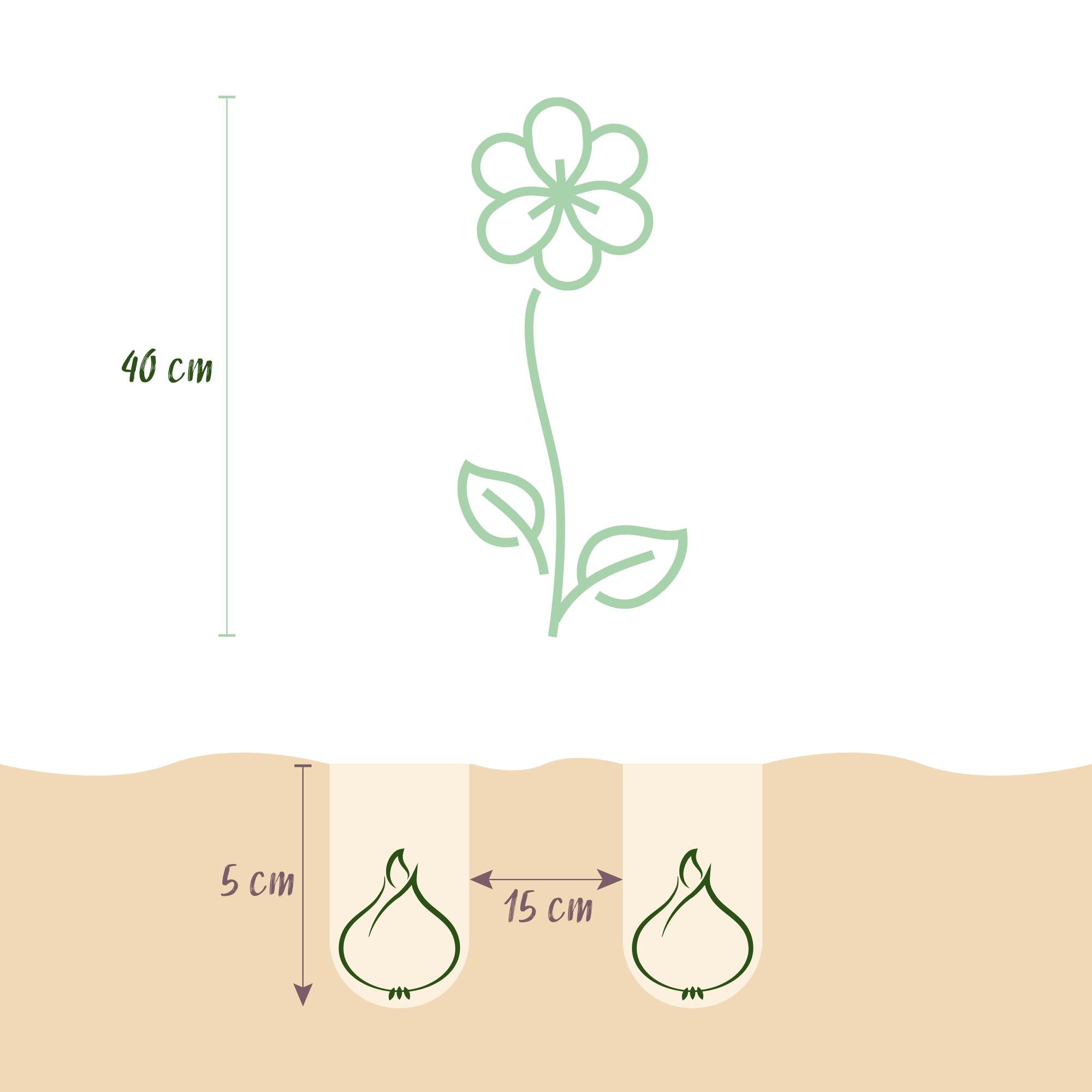 Freesien - Freesia Double Mix - Verschiedene Farben - 40 Stück - Zwiebelgröße 5/6 - XXL Pack
