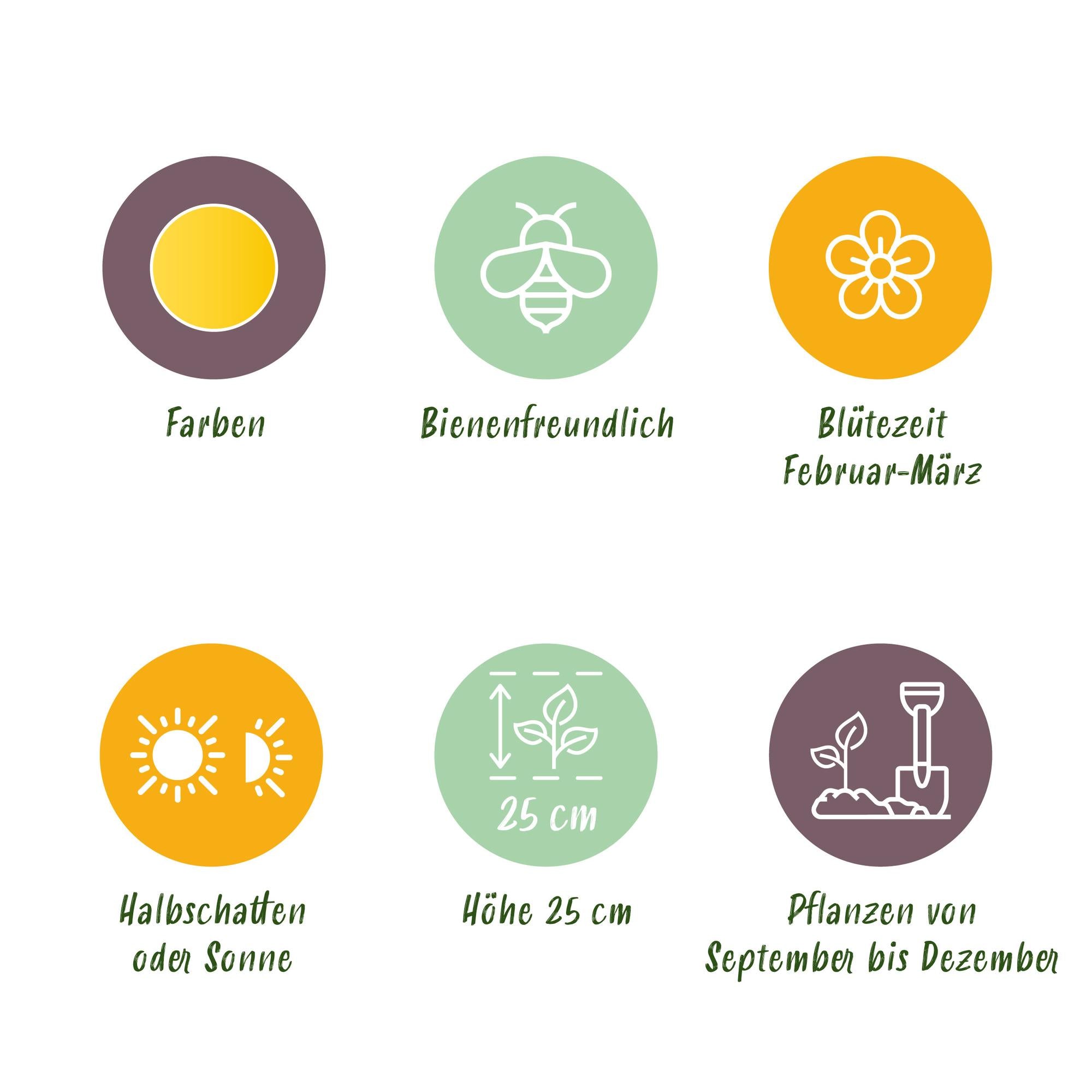 Türkischer Winterling - Eranthis Cilicica - Farbe Gelb - 25 Stück - Zwiebelgröße 4/5 - XXL Pack