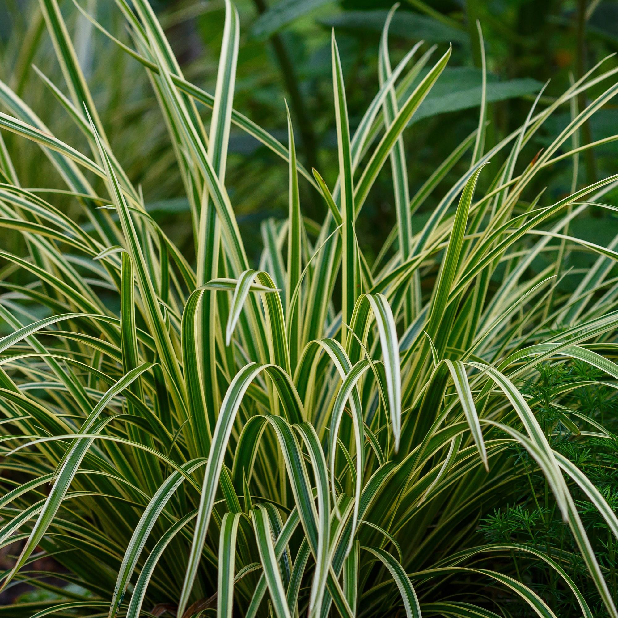 Japansegge - Carex morrowii Ice Dance - Weiß & Grün - 2 Pflanzen - Immergrün - Wenig Pflege - Topf 17cm Höhe 50cm