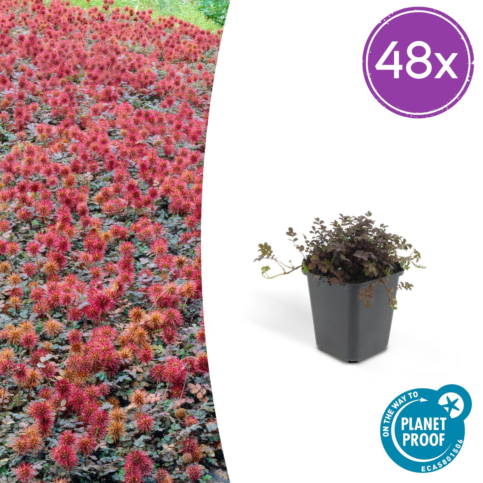 Kupferteppich Stachelnüsschen - Acaena microphylla 'Kupferteppich' - ↕10-25cm - Ø9cm 48 Stück