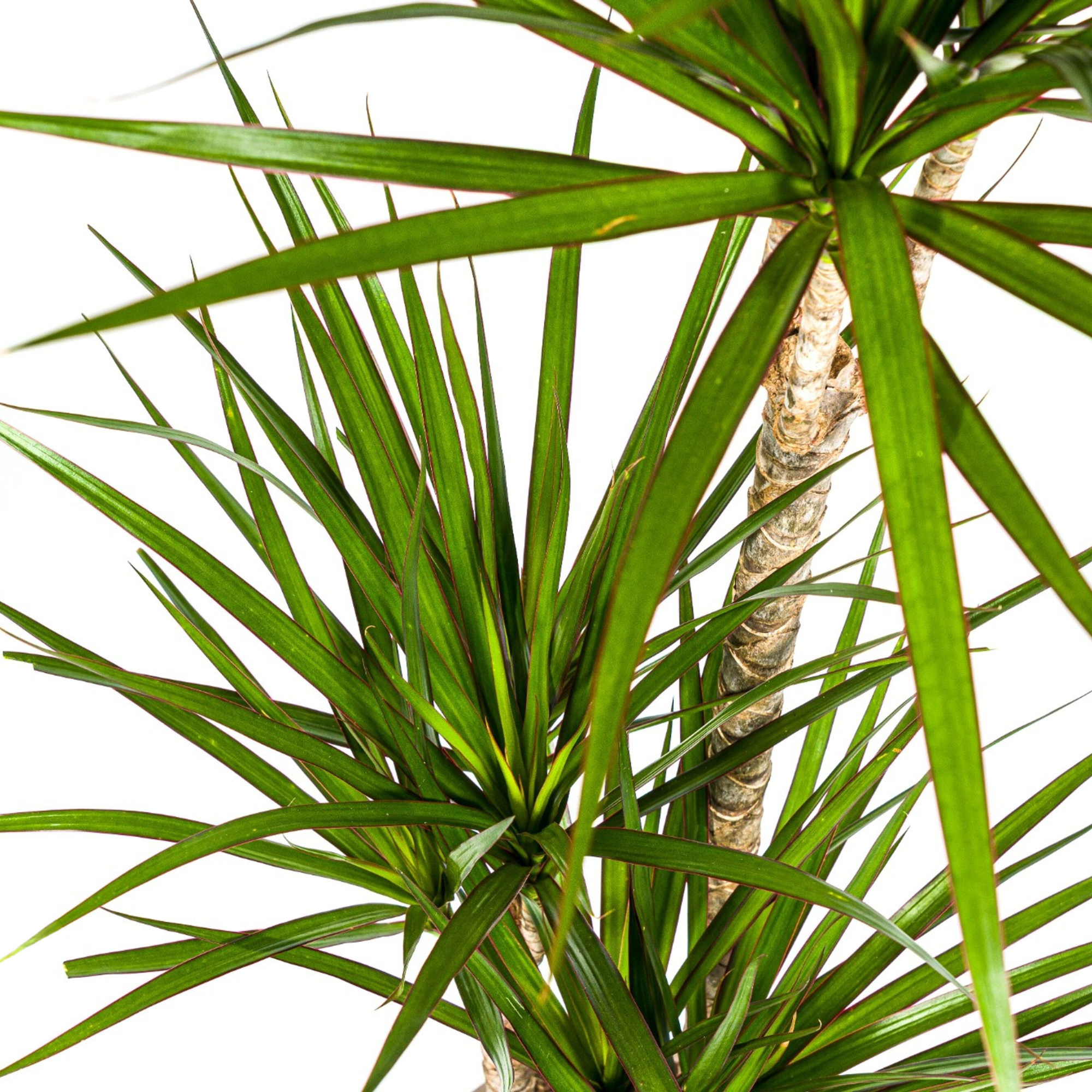 Drachenbaum - Dracaena Marginata Green mit Korb Ø21cm - ↕110 - 130cm