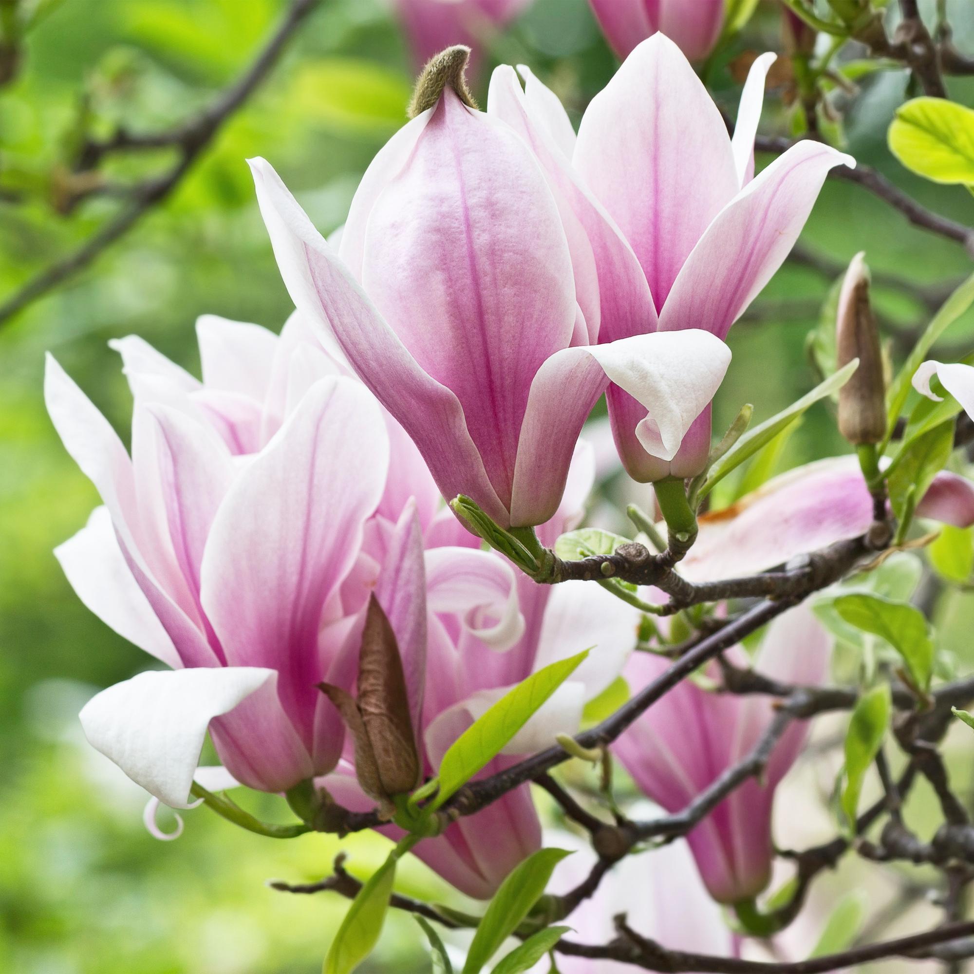 Magnolienstrauch - Magnolia George Henry Kern - Blüte Rosa - 3 Pflanzen - Laubabwerfend - Wenig Pflege - Topf 12cm Höhe 30cm