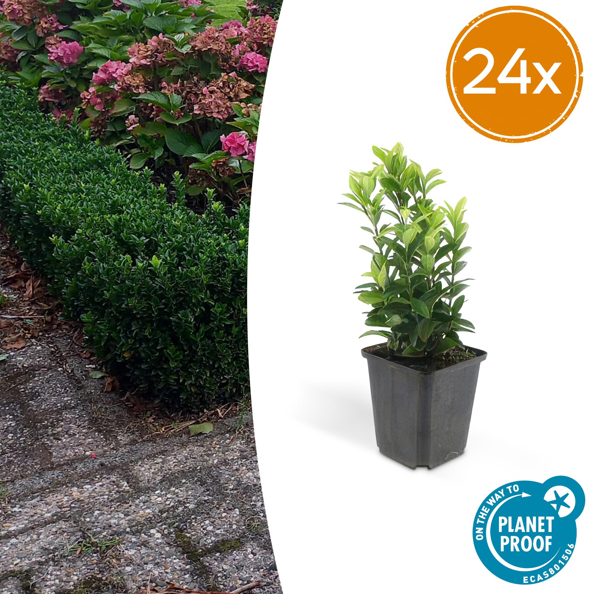 Japanische Spindelstrauchhecke - Euonymus jap. Green Spire - ↕10-25cm - Ø9cm 24 Stück