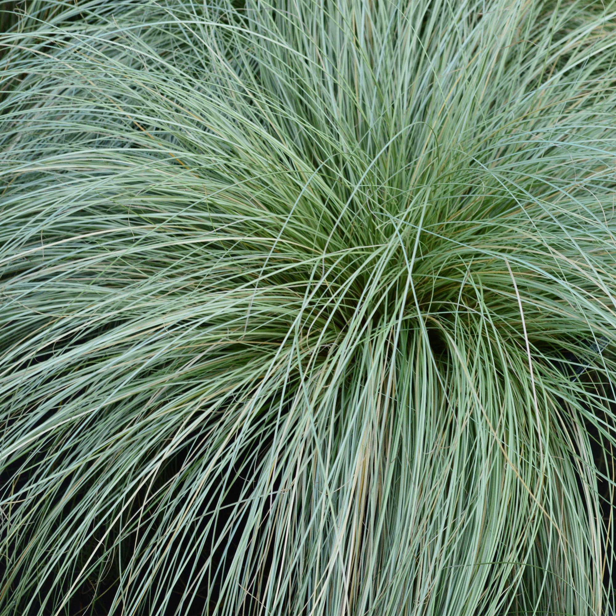 Neuseeländische Segge - Carex comans Frosted Curls - Grün - 2 Pflanzen - Immergrün - Wenig Pflege - Topf 17cm Höhe 50cm