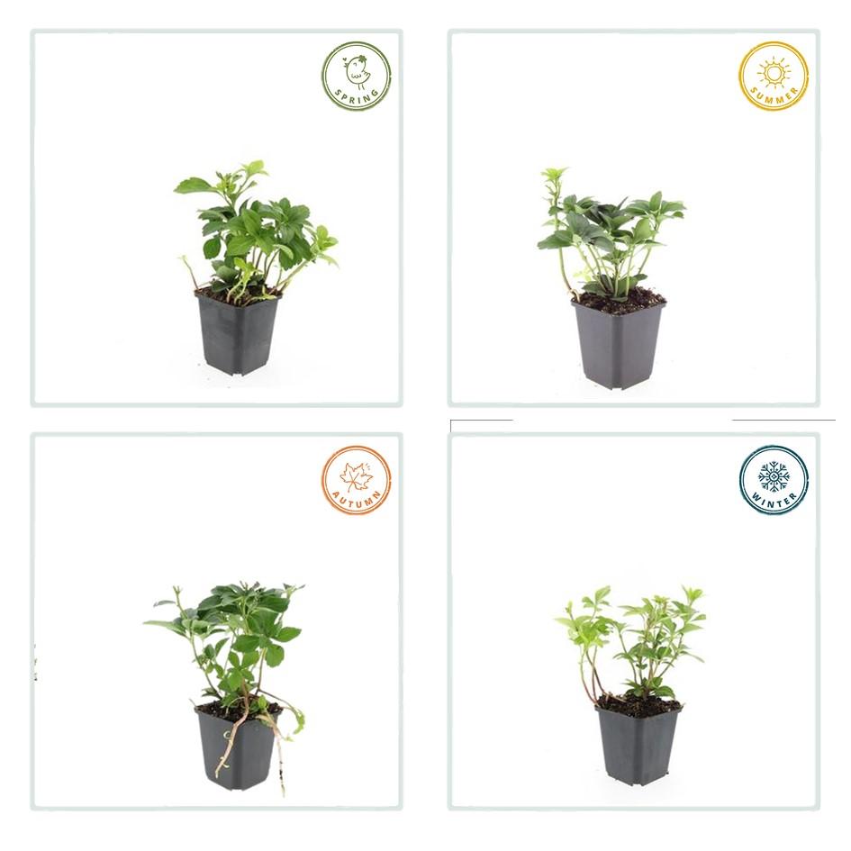 Dickmännchen - Pachysandra terminalis - ↕10-25cm - Ø9cm 48 Stück