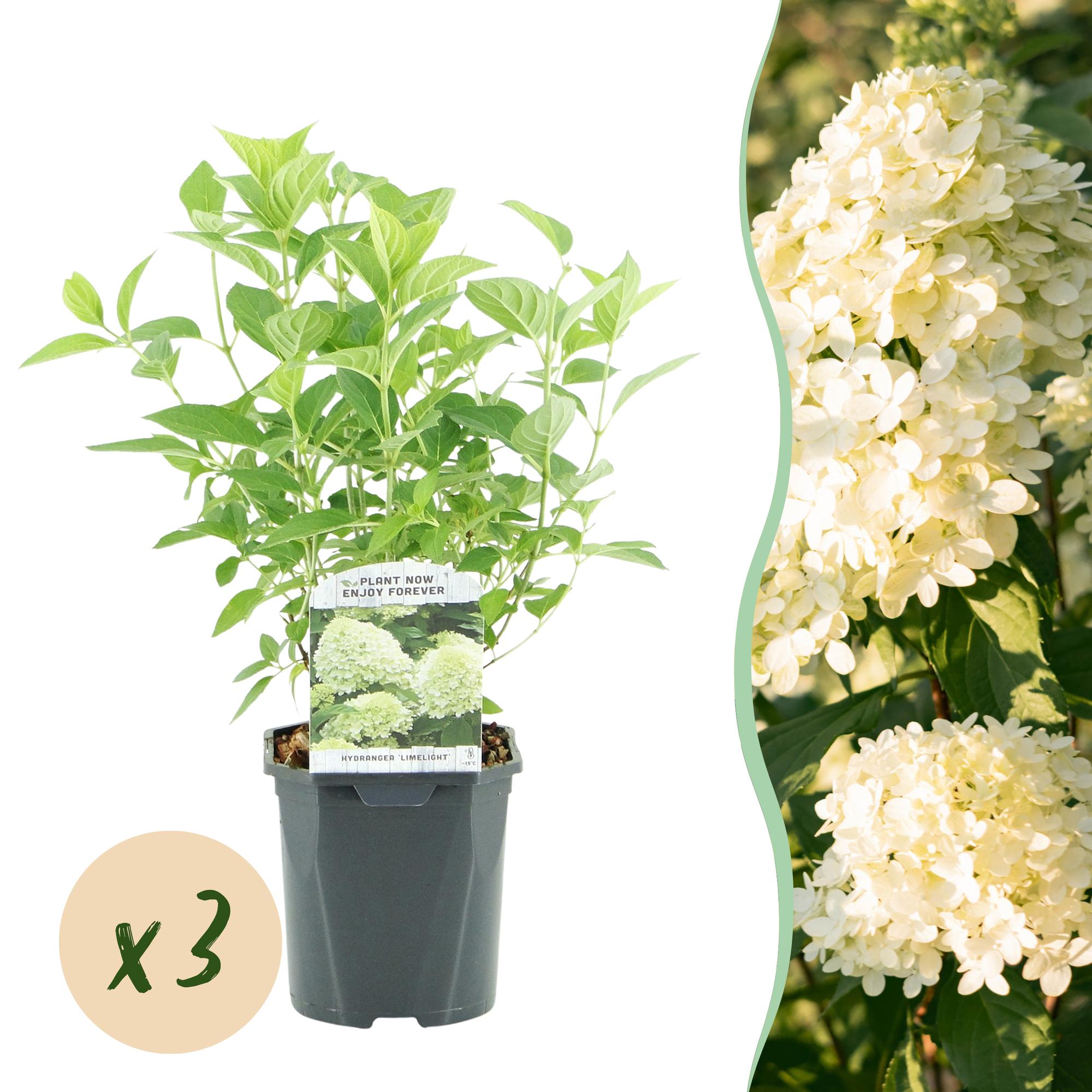 Rispenhortensie - Rispenhortensie - Hydrangea panniculata Limelight - Blüte Creme Weiß - 3 Pflanzen - 1 m2 - Laubabwerfend - Große Blüten - Topf 17cm Höhe 50cm