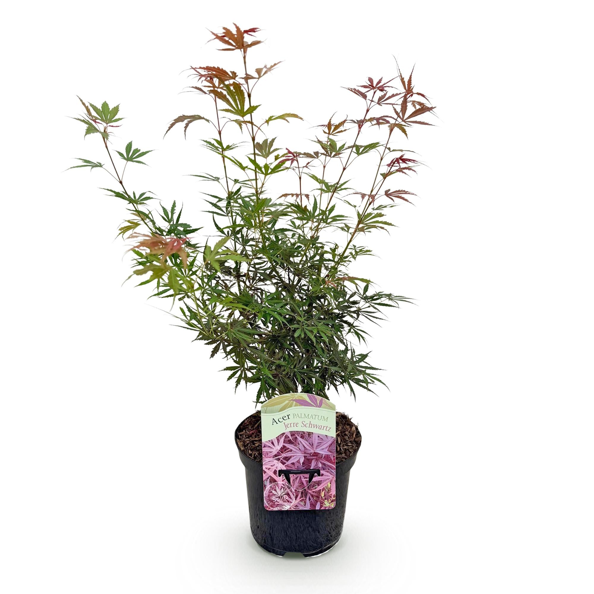 Japanischer Fächerahorn - Acer palmatum Jerre Schwarz - Dunkelrot - 1 Pflanze - Laubabwerfend - Topf 19cm Höhe 70cm
