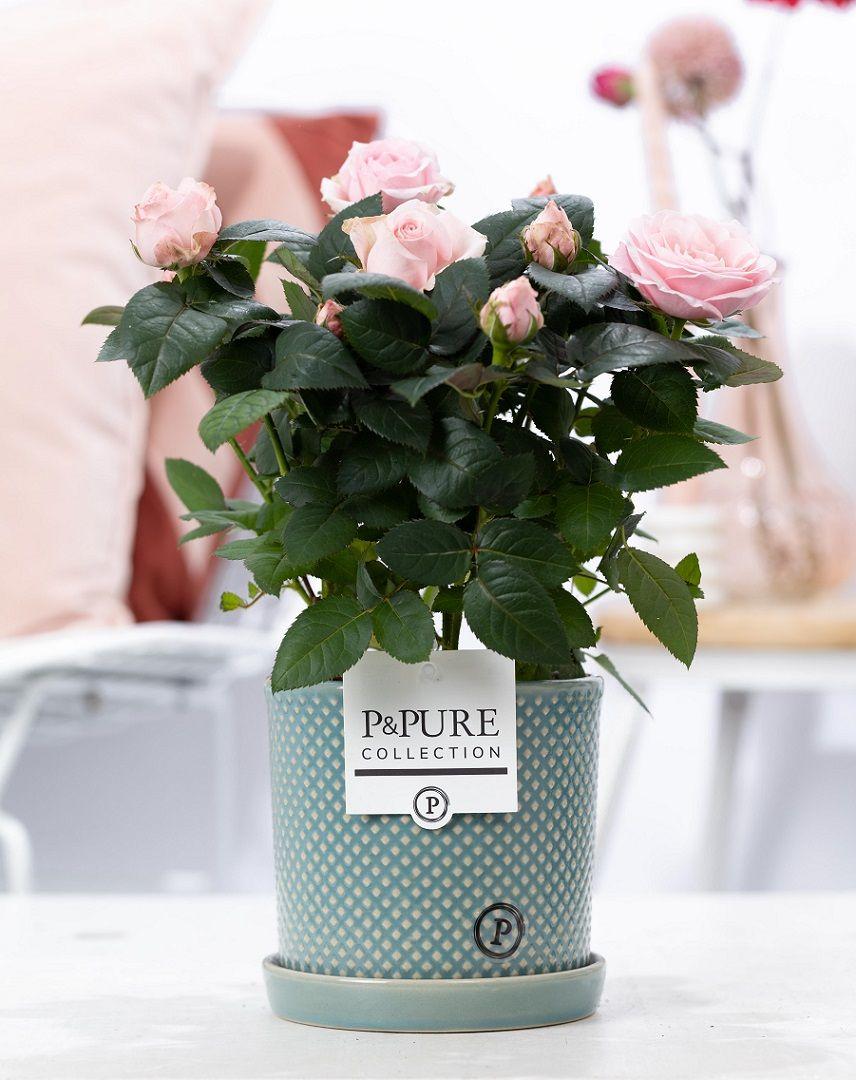 Rose Light Pink In P&PURE Lauren Ceramics - Ø12cm - ↕30cm