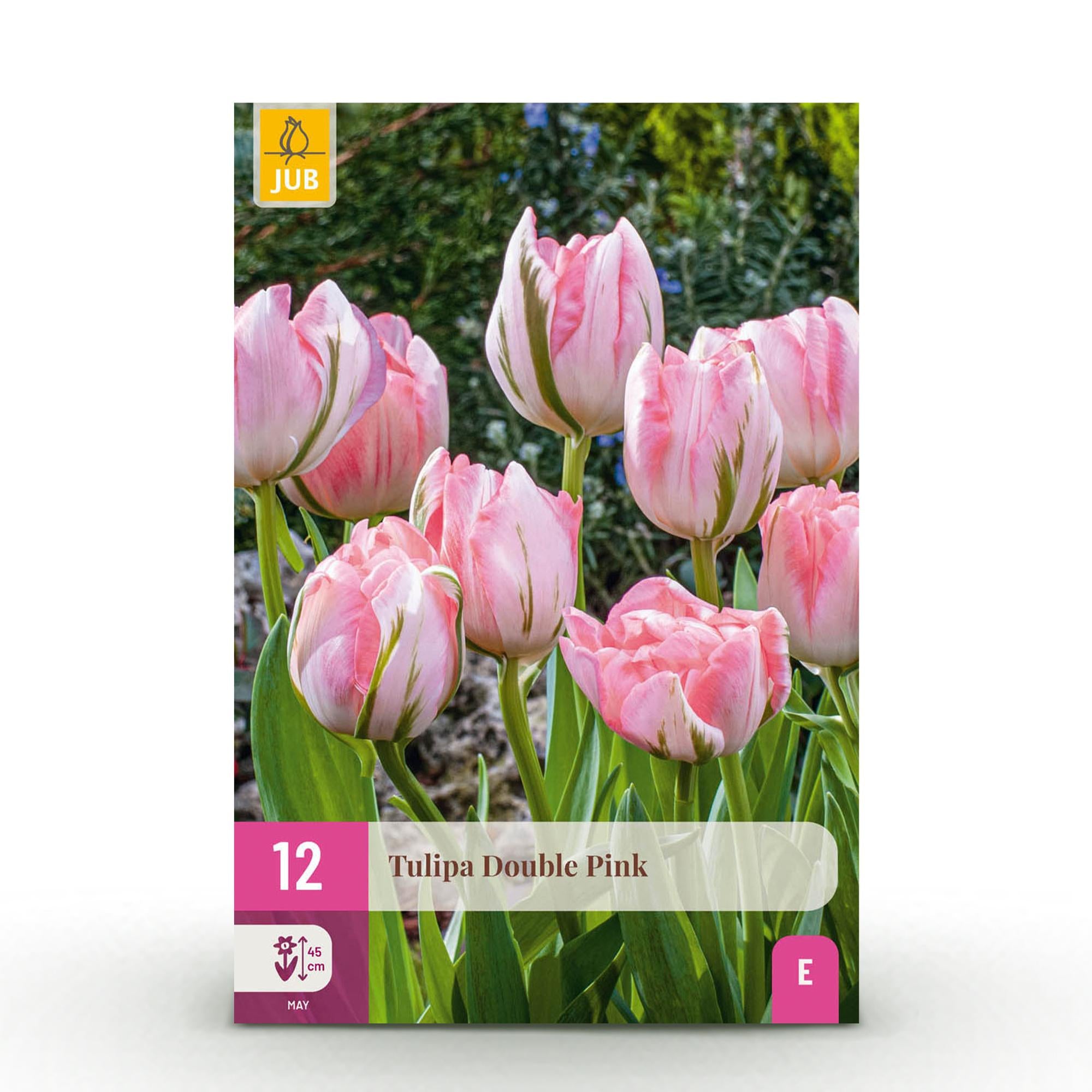 Tulpen - Tulipa Double Pink - Farbe Rosa - 12 Stück - Zwiebelgröße 11/12 - XXL Packia
