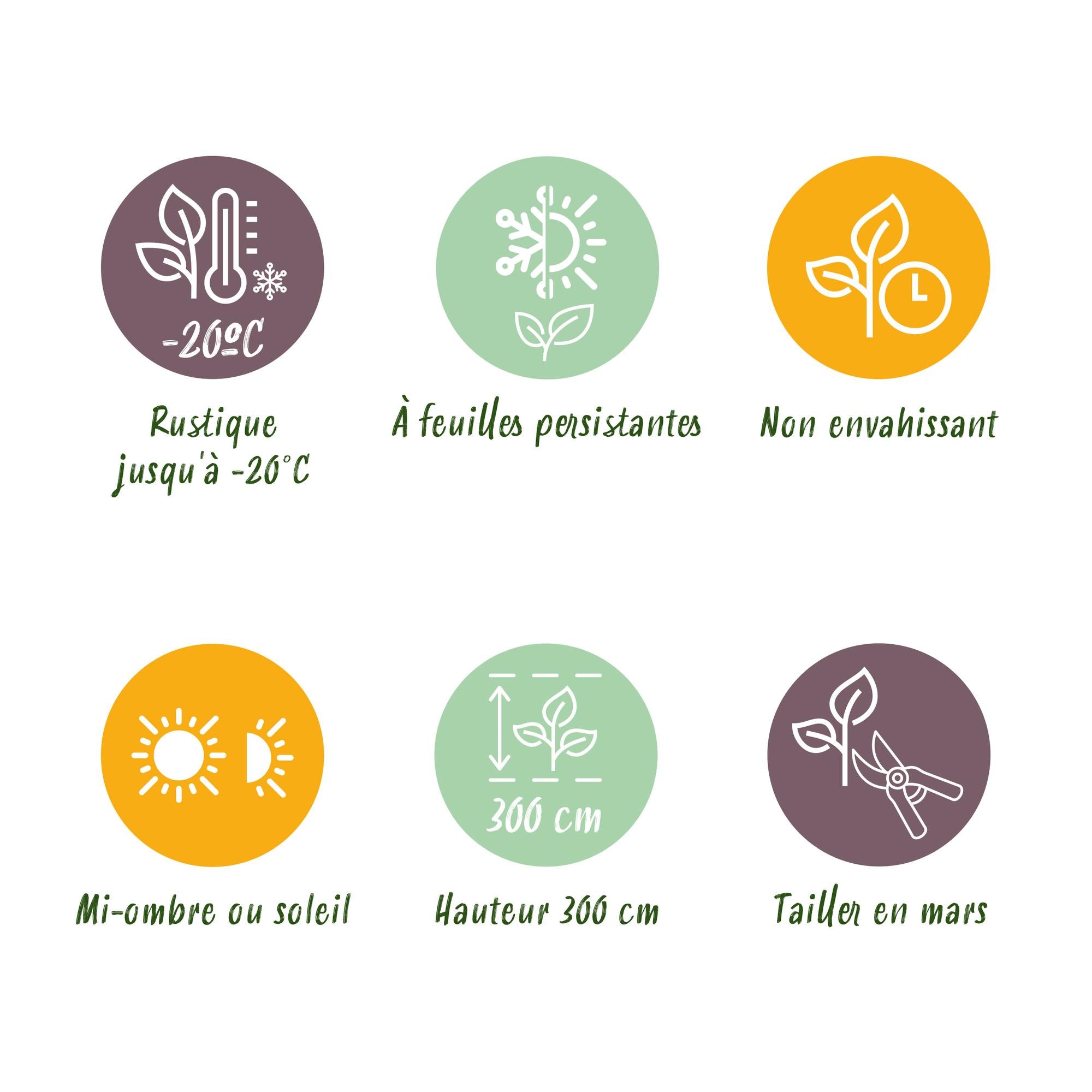 Heckeneibe - Taxus media Hilii - Blatt grün - 6 Pflanzen - 1 laufender Meter - immergrün - Topf 17cm Höhe 60cm