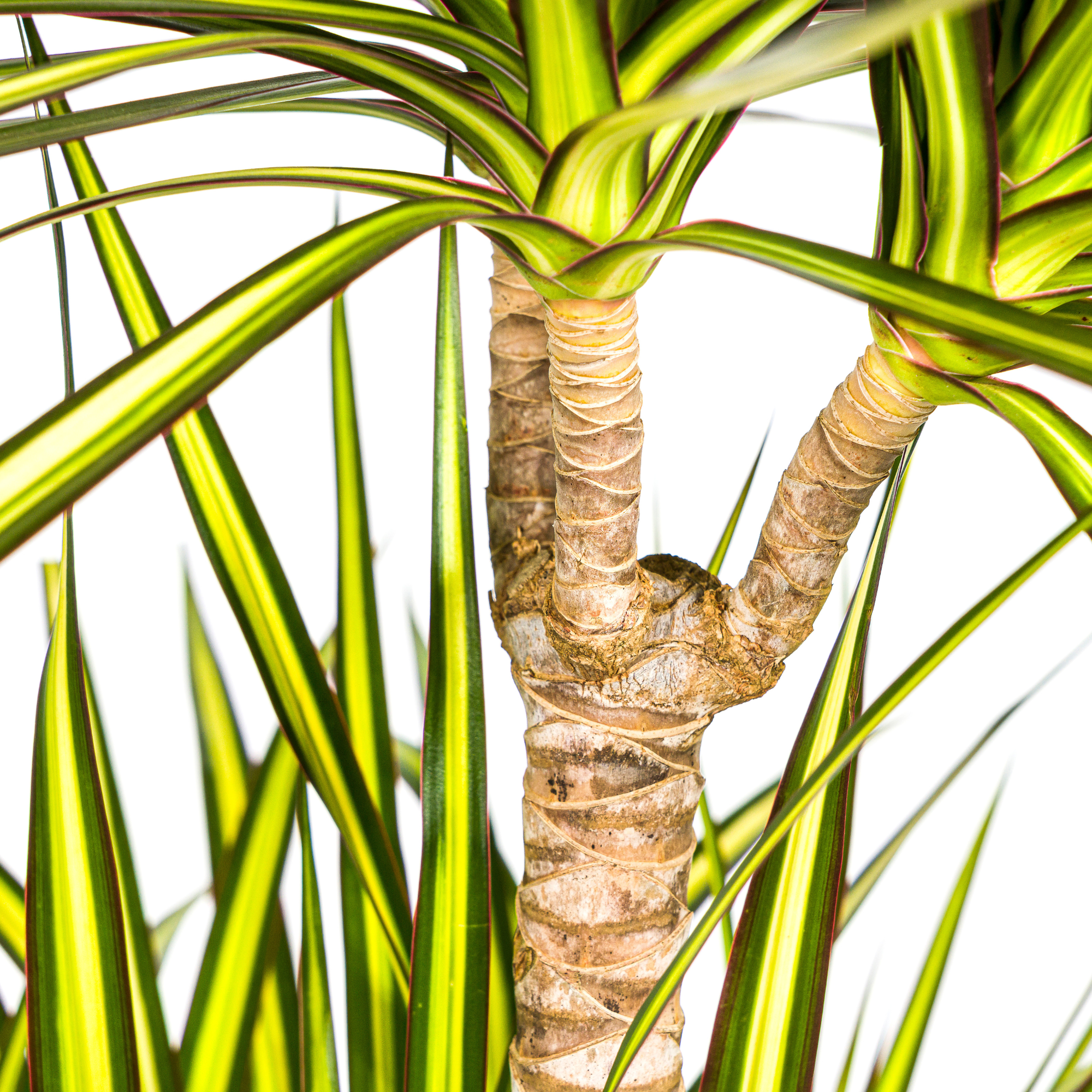 Drachenbaum - Dracaena Marginata Sunray mit Korb Ø24cm - ↕130 - 150cm