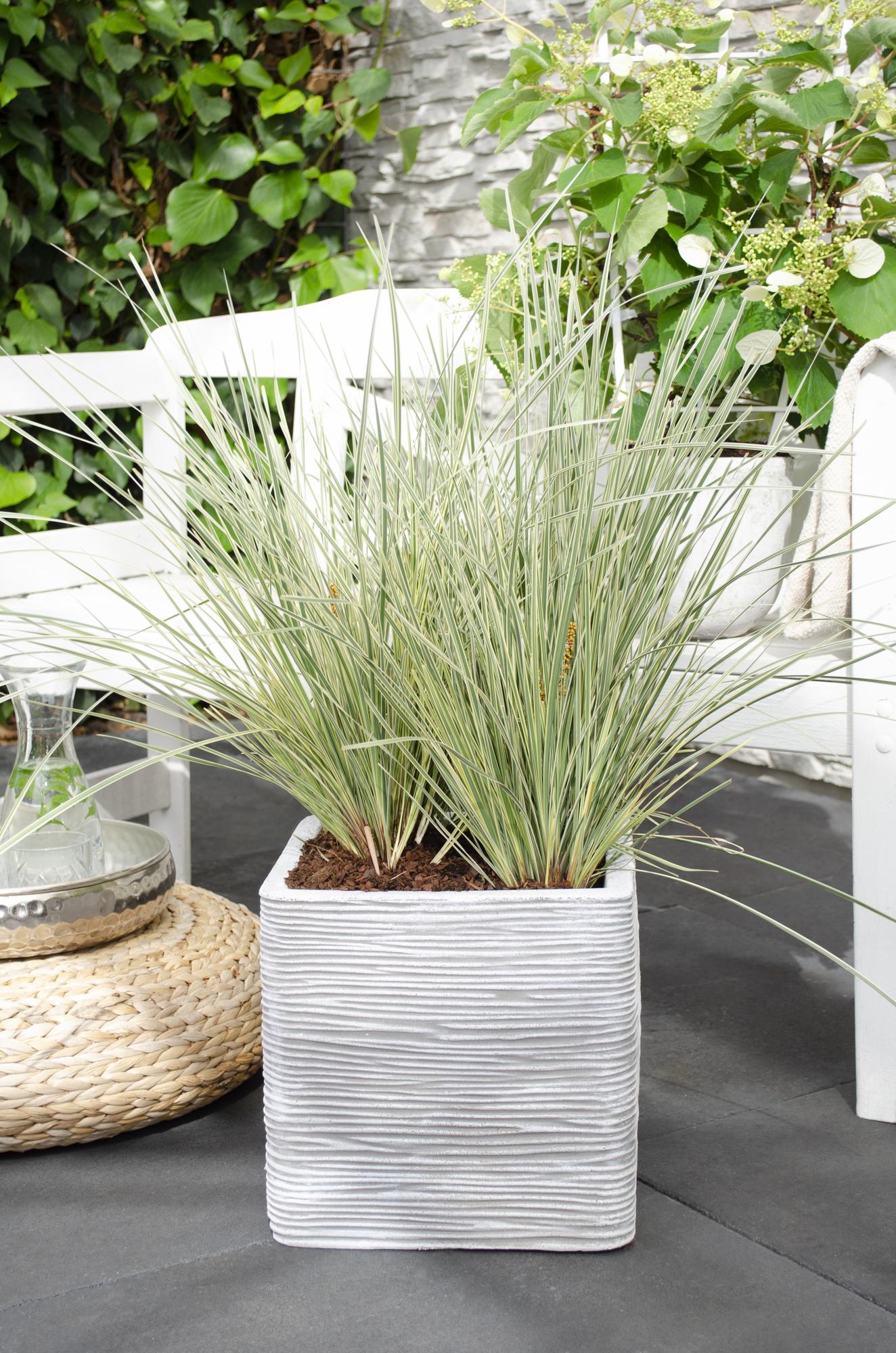 Australisches Ziergras - Lomandra longifolia 'White Sands' - Ø19cm - ↕40cm
