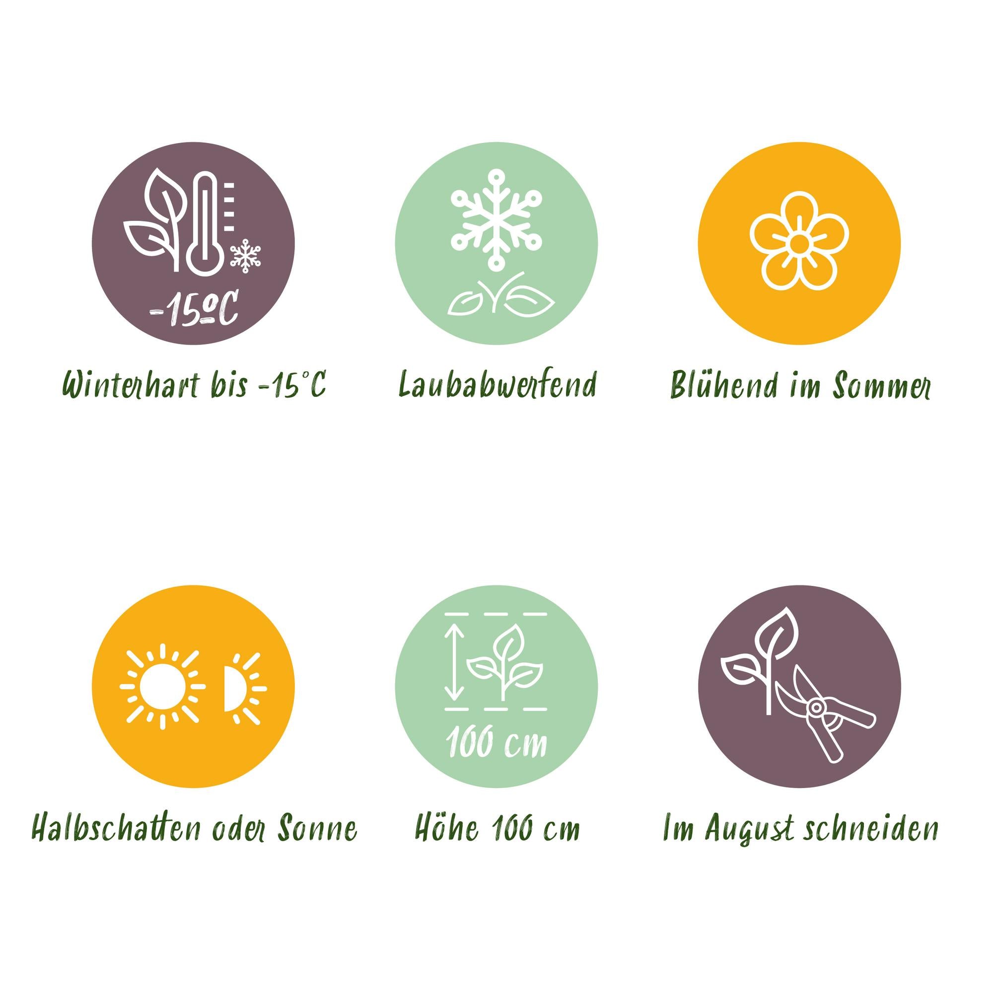 Hortensie - Hydrangea Magical Jewel Blue - Blau - 6-10 Blumen - 2 Pflanzen - Topf 23cm Höhe 55cm