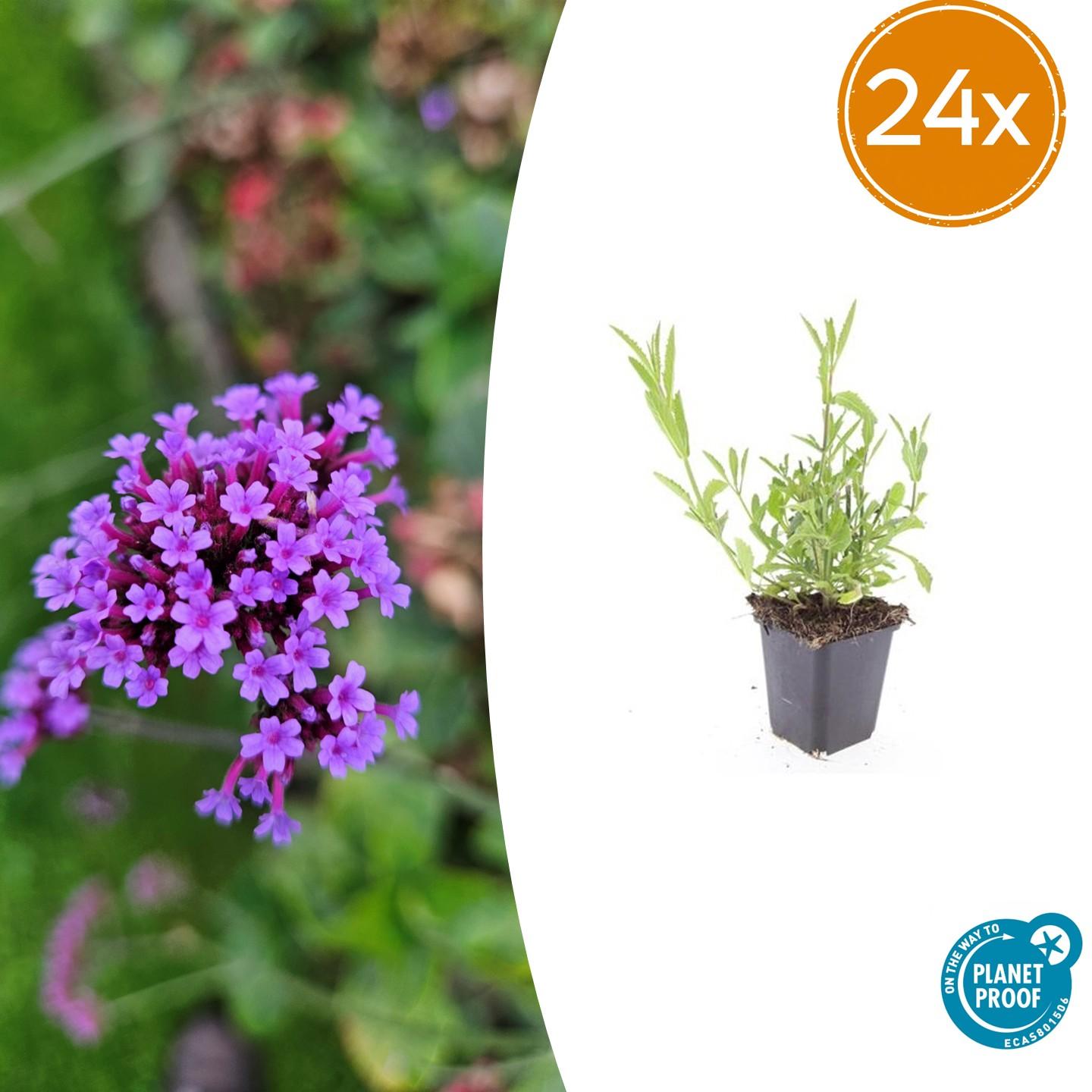 Patagonisches Eisenkraut - Verbena bonariensis - ↕10-25cm - Ø9cm 24 Stück