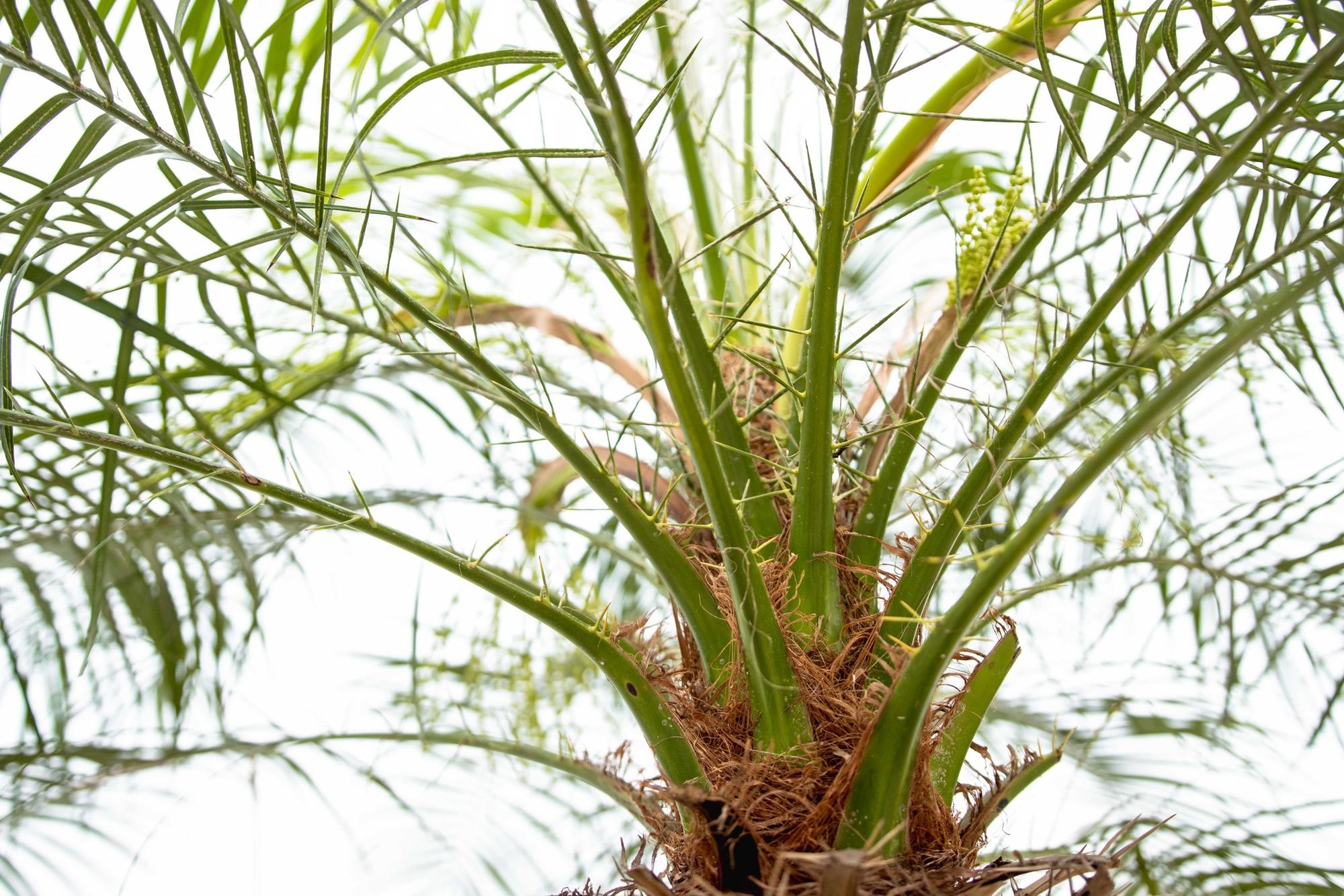 Zwergdattelpalme -lPhoenix Roebelenii auf Stiel - 190cm - 200cm