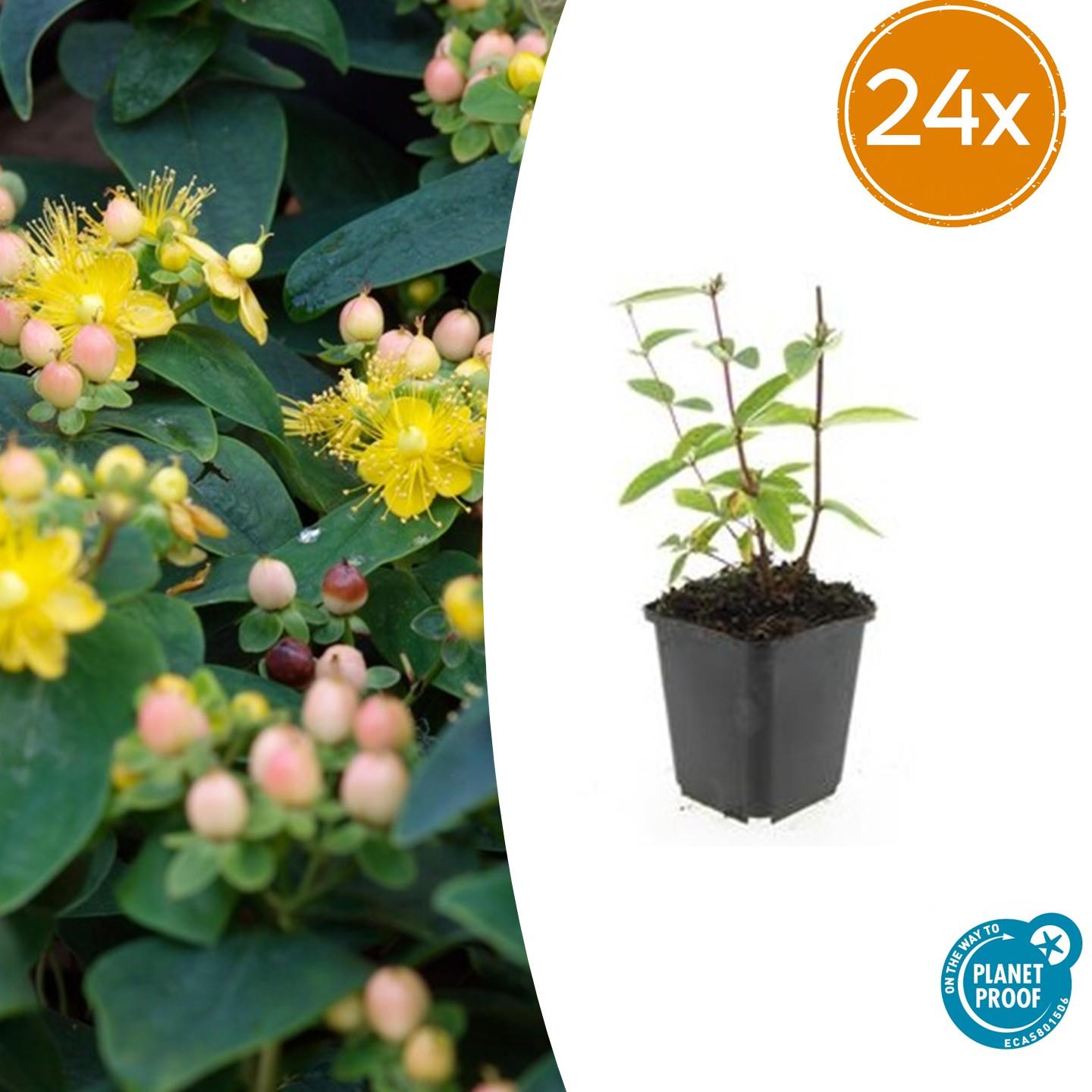 Johanniskraut - Hypericum inodorum 'Annebel' - ↕10-25cm - Ø9cm 24 Stück