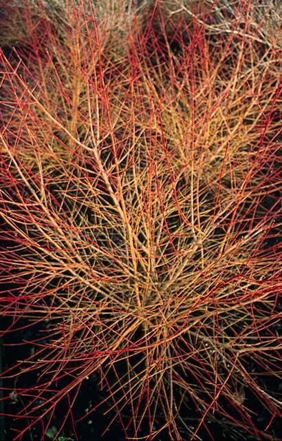 Roter Hartriegel - Cornus sang. 'Anny's Winter Orange' - ↕10-25cm - Ø9cm 24 Stück