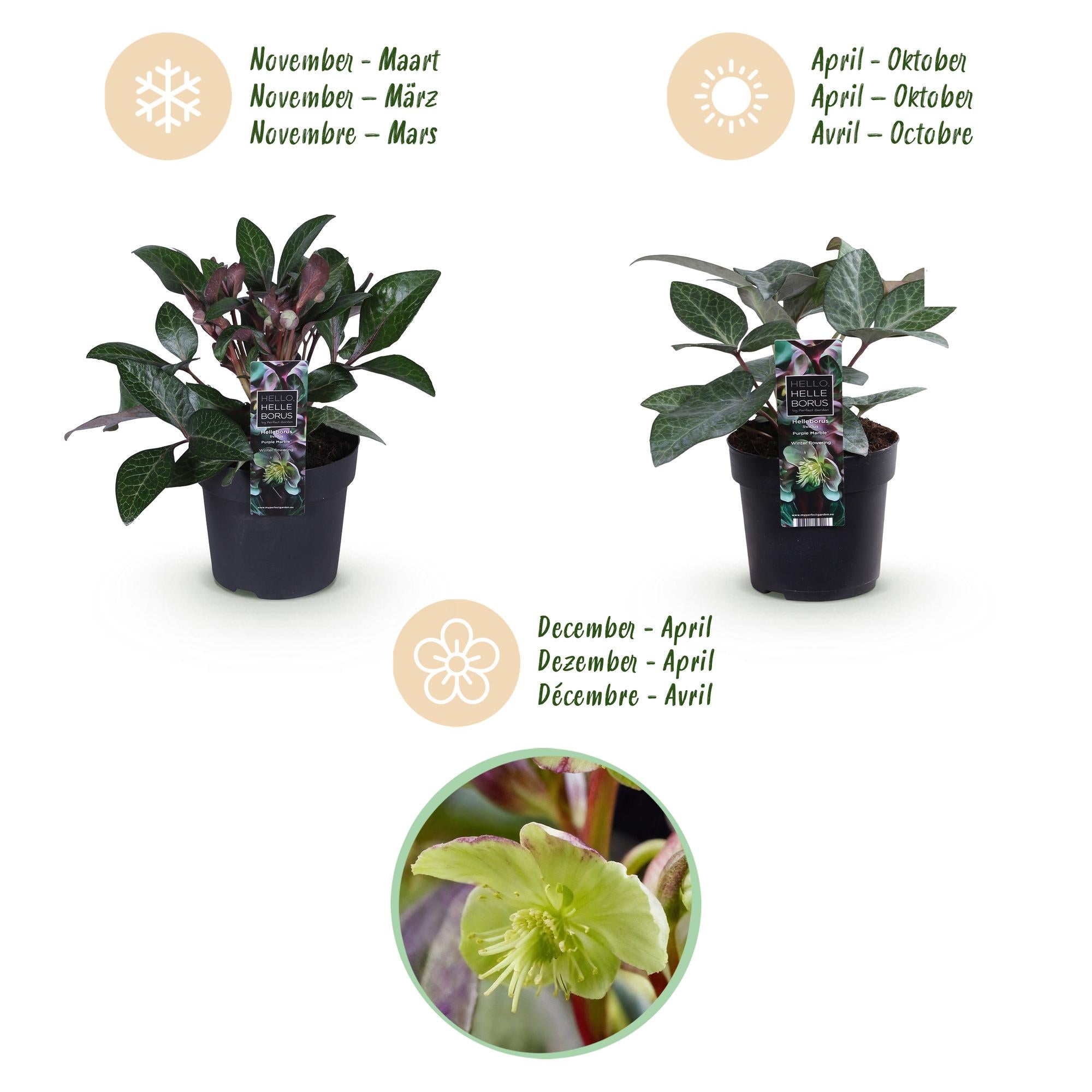 Christrosen Set - Helleborus lividus Purple Marble - Lila Blüte - Topf 14cm Höhe 35cm