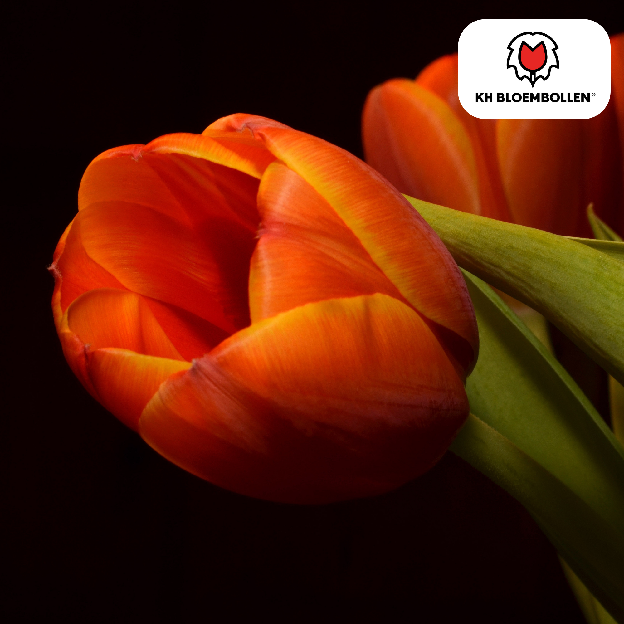 Tulpen - Tulipa Dafeng – 20 Stück - Orange Tulpe – Großblumig & Elegant – Für Garten oder Topf – Größe 11/12 – Frisch vom Züchter!