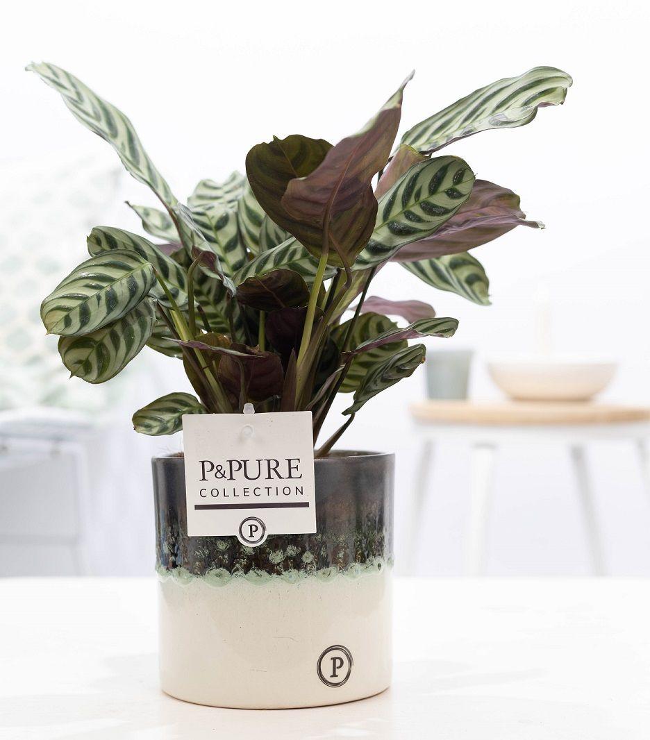 Fischgrätenpflanze - Ctenanthe Burle Marxii In Illusion Cer. - Ø12cm - ↕25cm