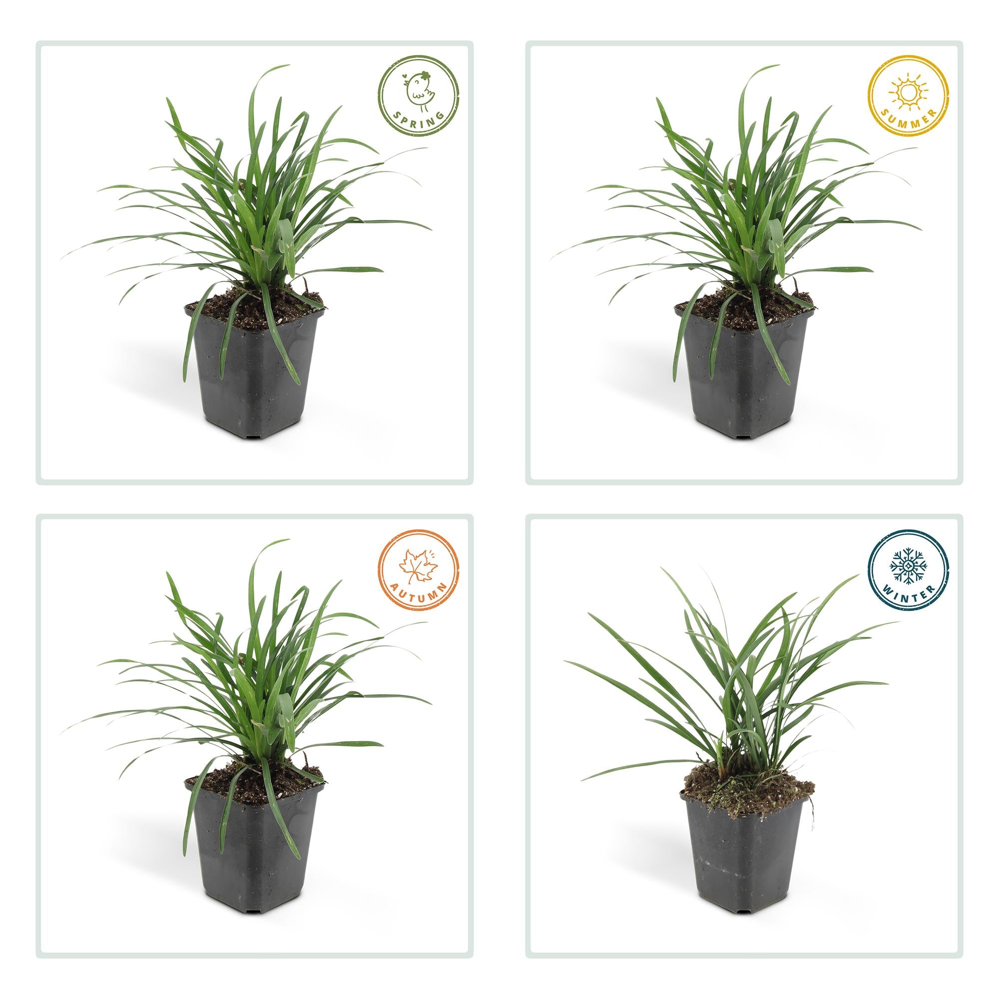 Glöckchentraube - Liriope muscari 'Big Blue' - ↕10-25cm - Ø9cm 48 Stück