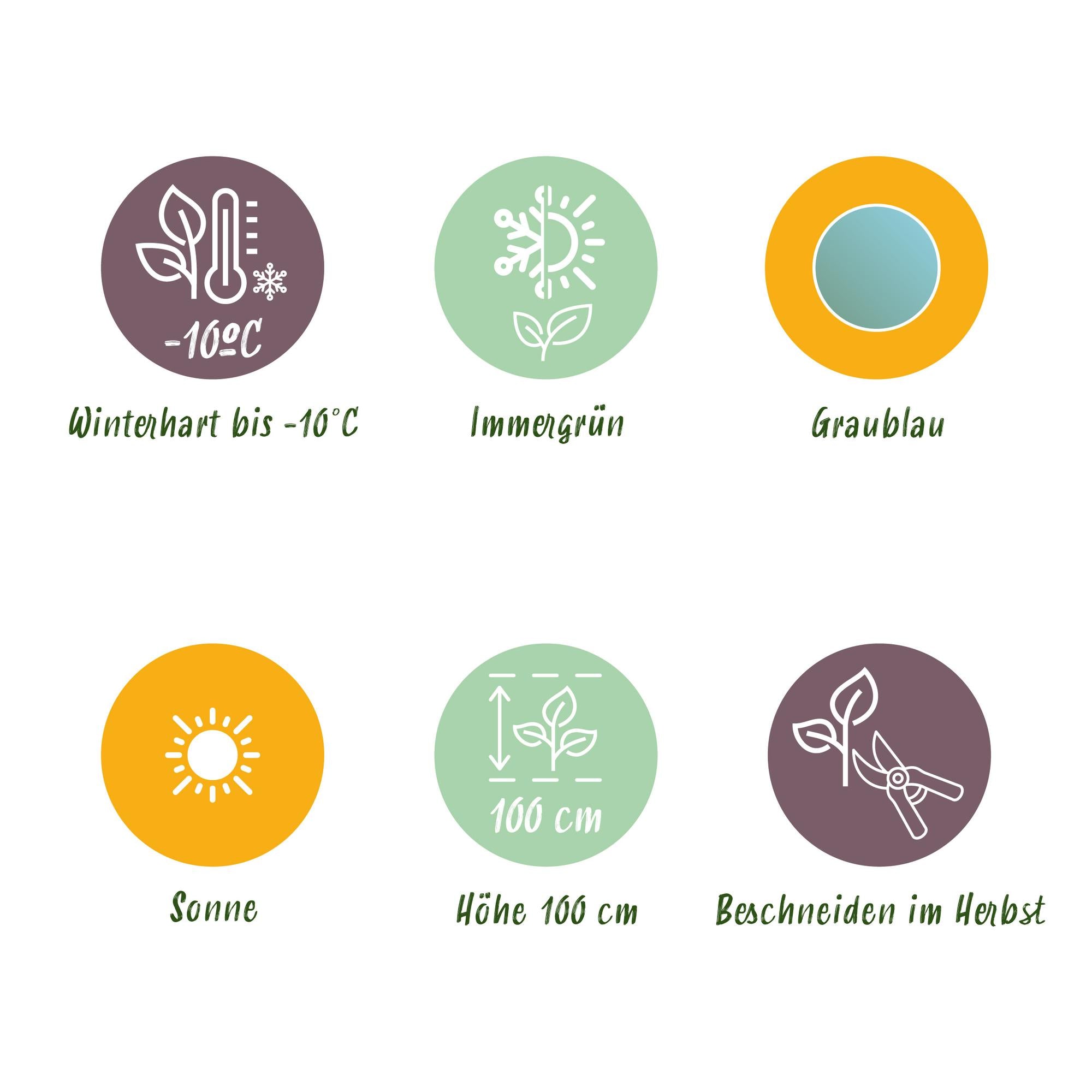 Eukalyptusbaum - Eucalyptus gunnii - Grau - 6 Pflanzen - Winterhart - Topf 14cm Höhe 30cm