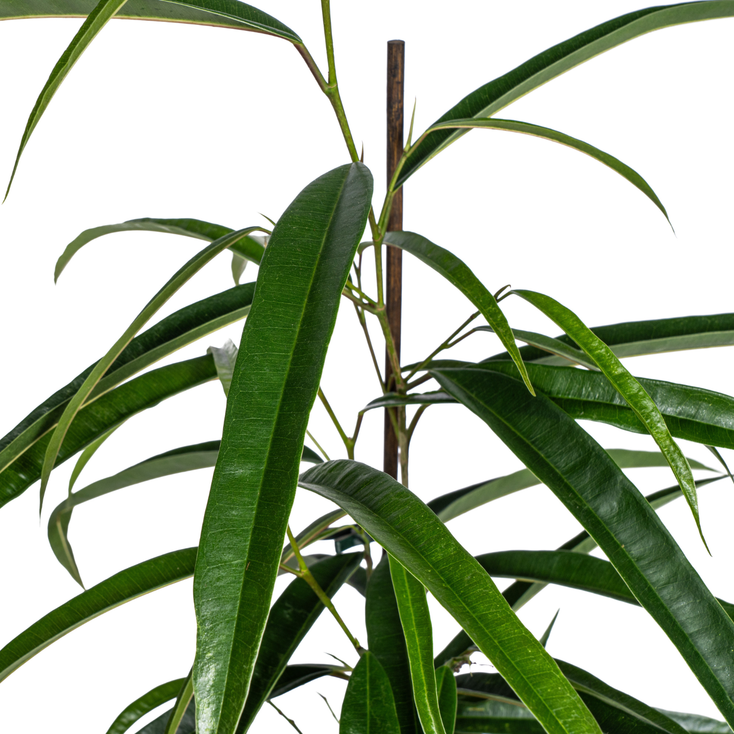 Schmalblättrige Birkenfeige - Ficus Binnendijkii Alii Ø17cm - ↕60 - 80cm
