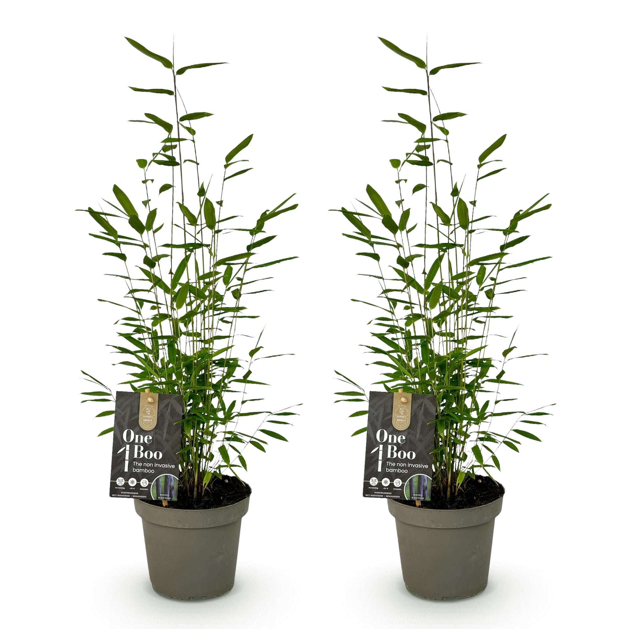 Schwarzrohrbambus - Fargesia Black Dragon - Grün - 2 Pflanzen - Immergrün - nicht wuchernd - Topf 14cm Höhe 35cm