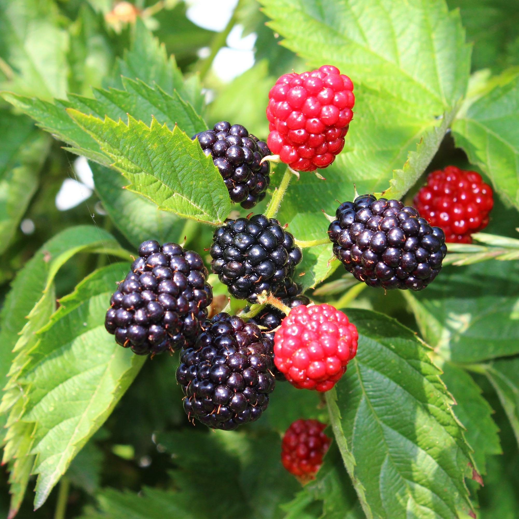 Brombeeren - Rubus Thornfree Evergreen - Schwarze Brombeere - Dornlos - 2 Pflanzen - Topf 11cm Höhe 40cm