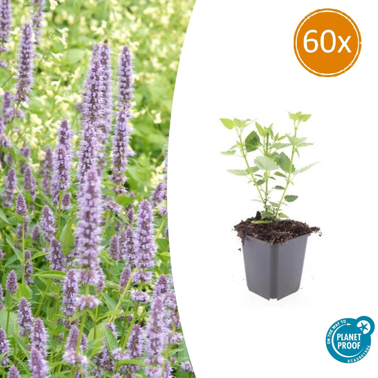 Blaunessel - Agastache 'Blue Fortune' - ↕10-25cm - Ø9cm 60 Stück