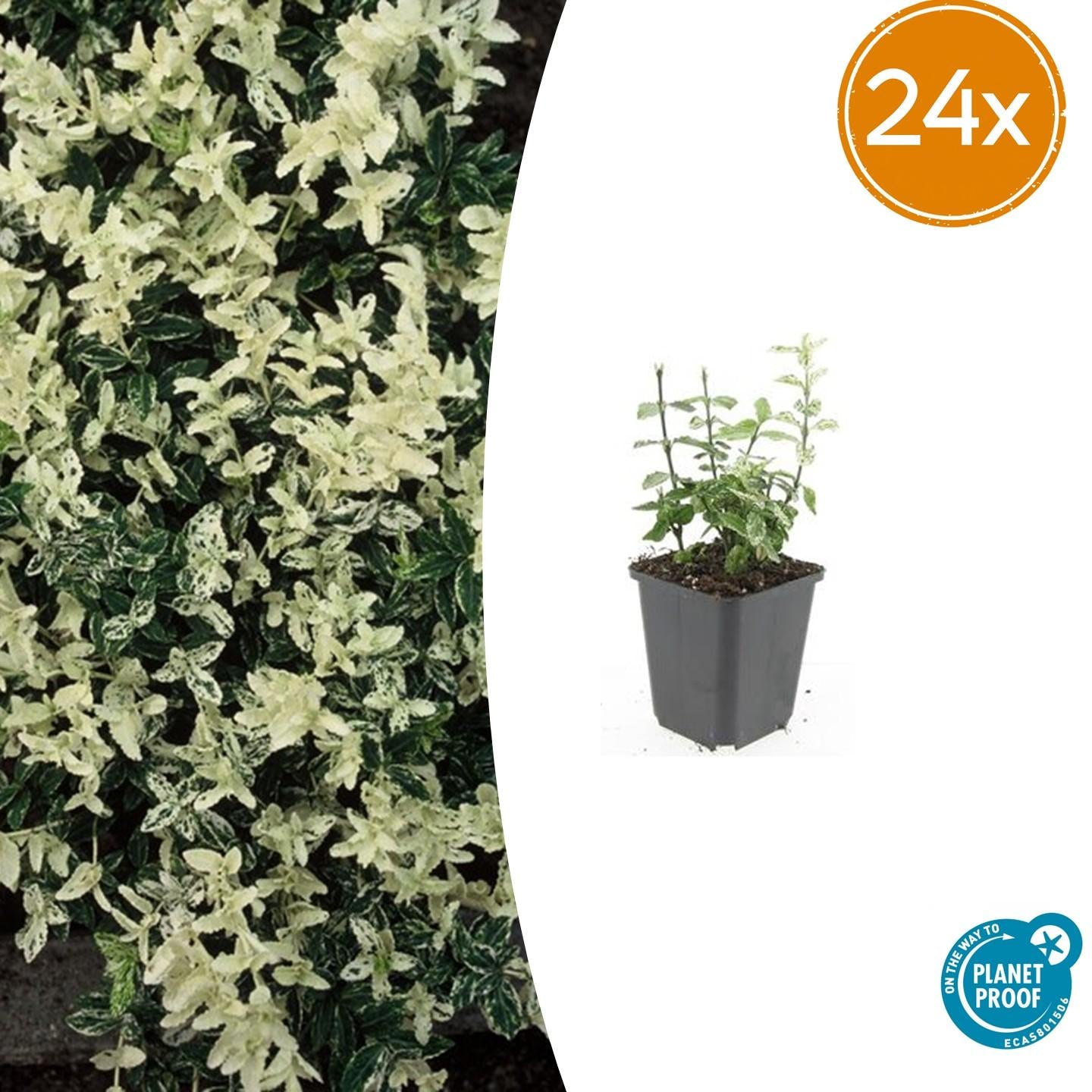 Kriechspindel - Euonymus fort. 'Harlequin' - ↕10-25cm - Ø9cm 24 Stück