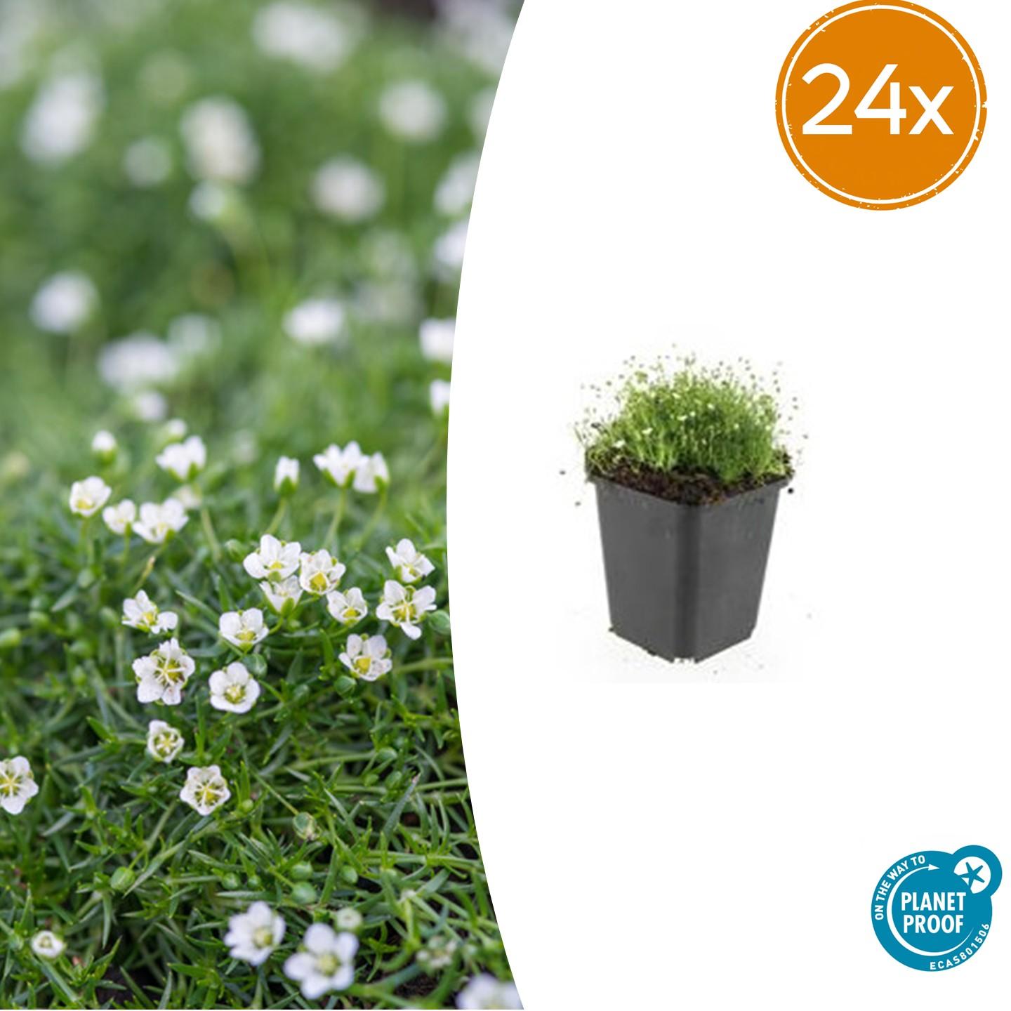 Irish Moos - Sagina subulata - ↕10-25cm - Ø9cm 24 Stück