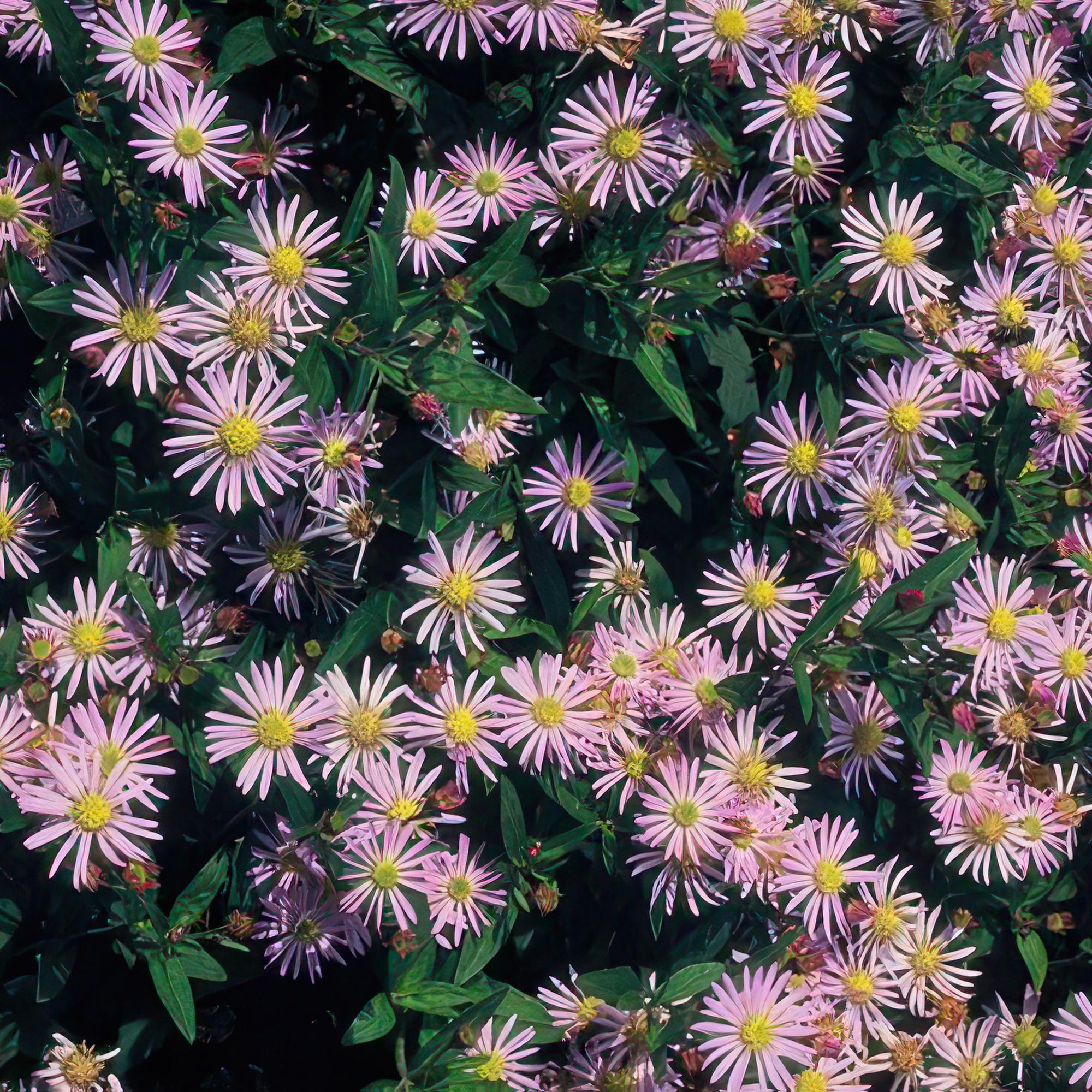 Wildaster - Aster ageratoides 'Asran' - ↕10-25cm - Ø9cm 24 Stück