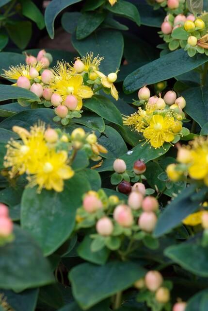 Johanniskraut - Hypericum inodorum 'Annebel' - ↕10-25cm - Ø9cm 24 Stück
