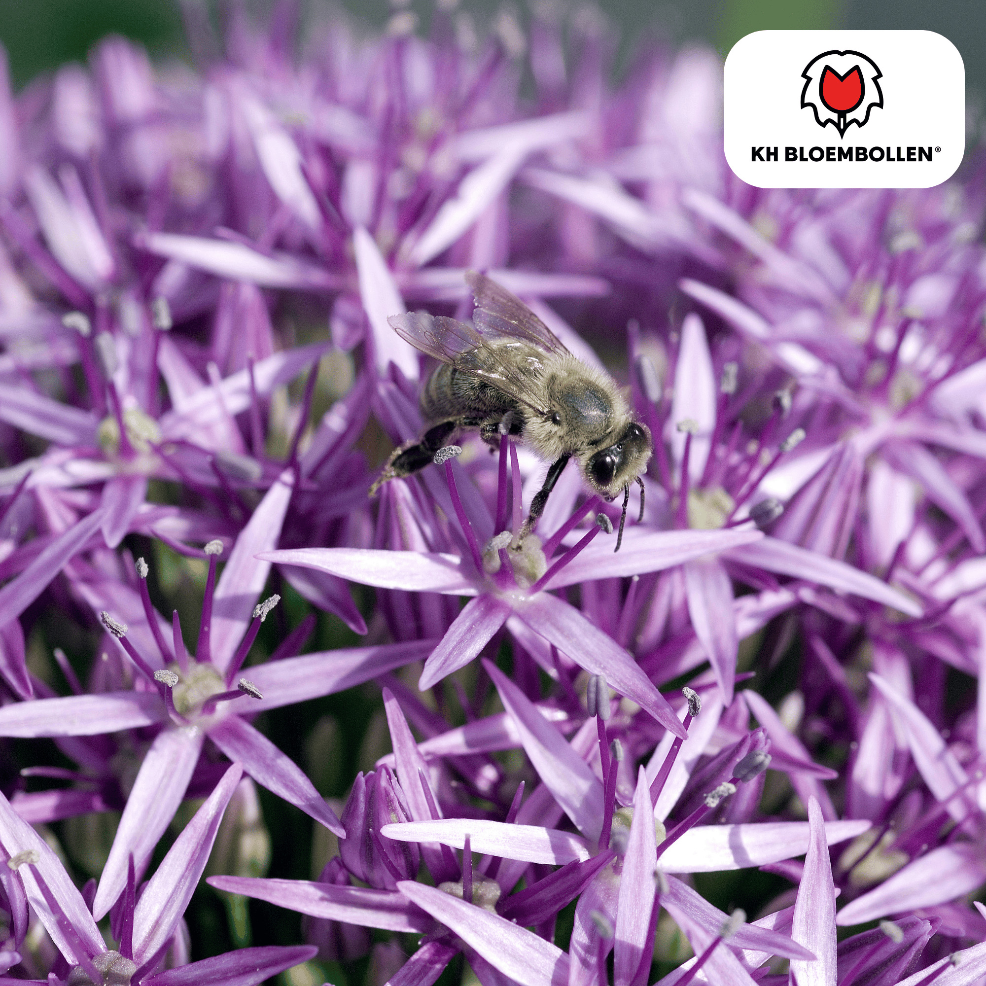 Zierlauch - Allium Globemaster - Blumenzwiebeln 5 Stück